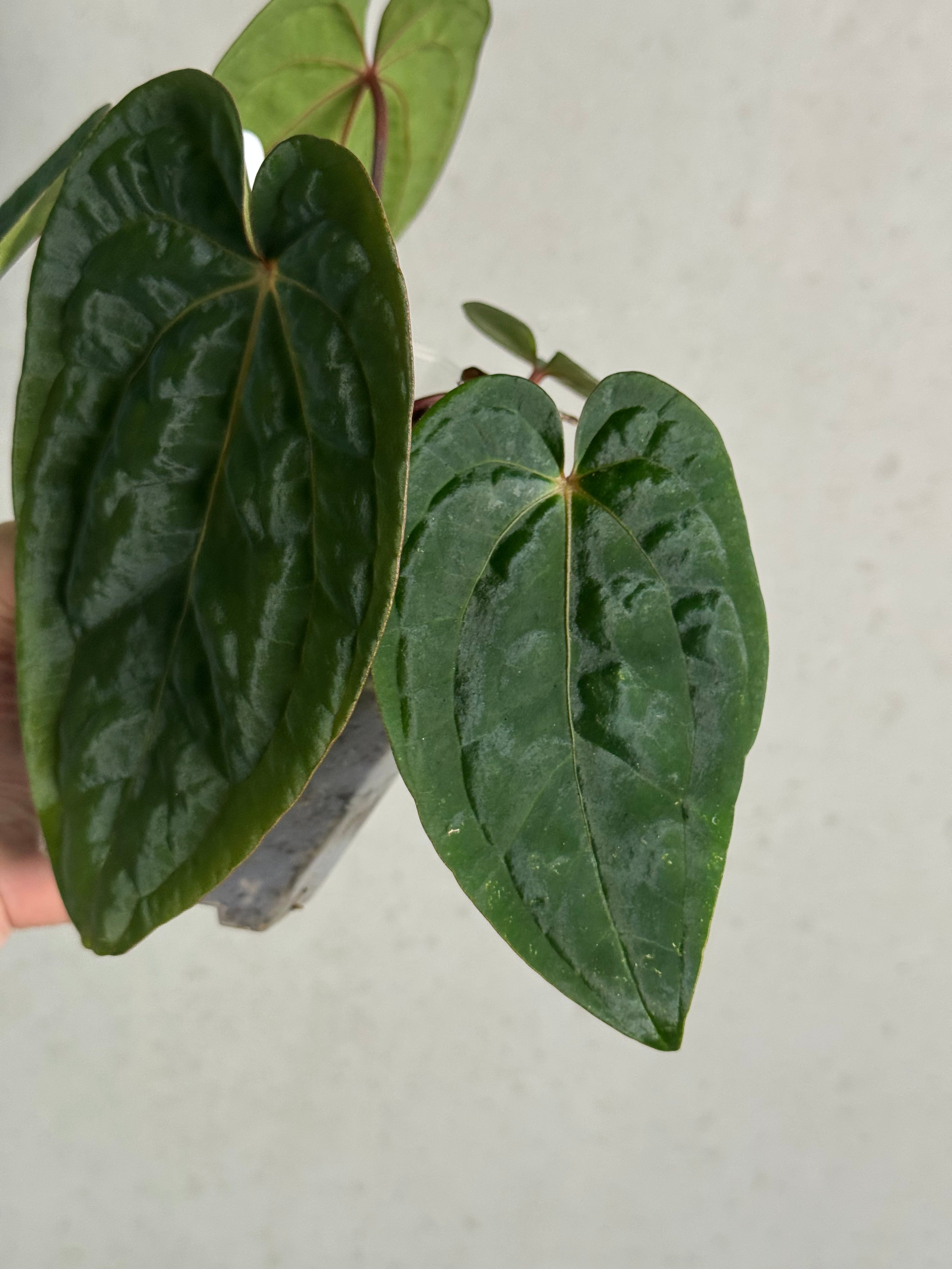 Anthurium (Ace of Spades x BVEP) x Ace of Spades DF - SMUKHI