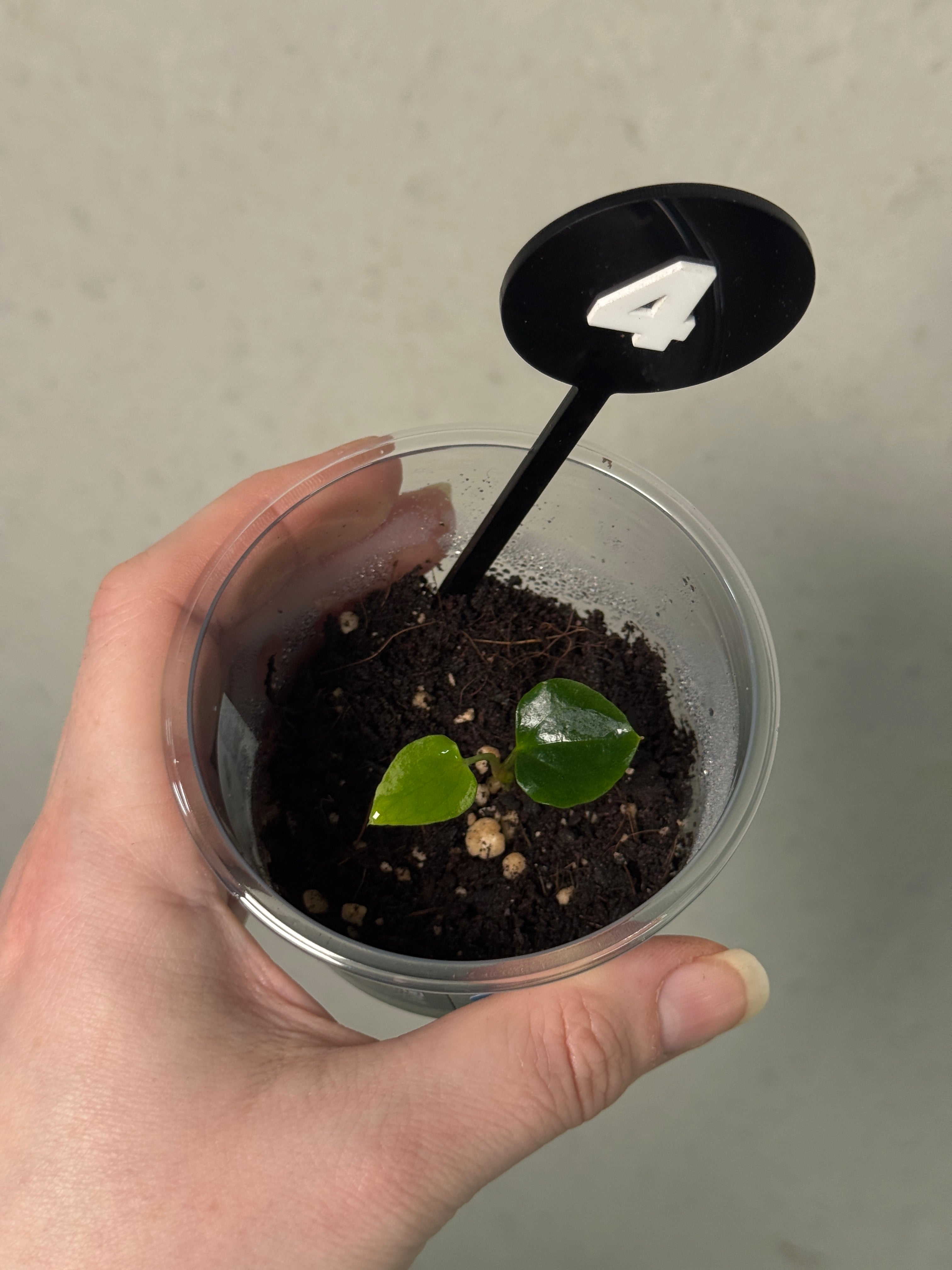 Anthurium Ralph Lynam (clone) S1