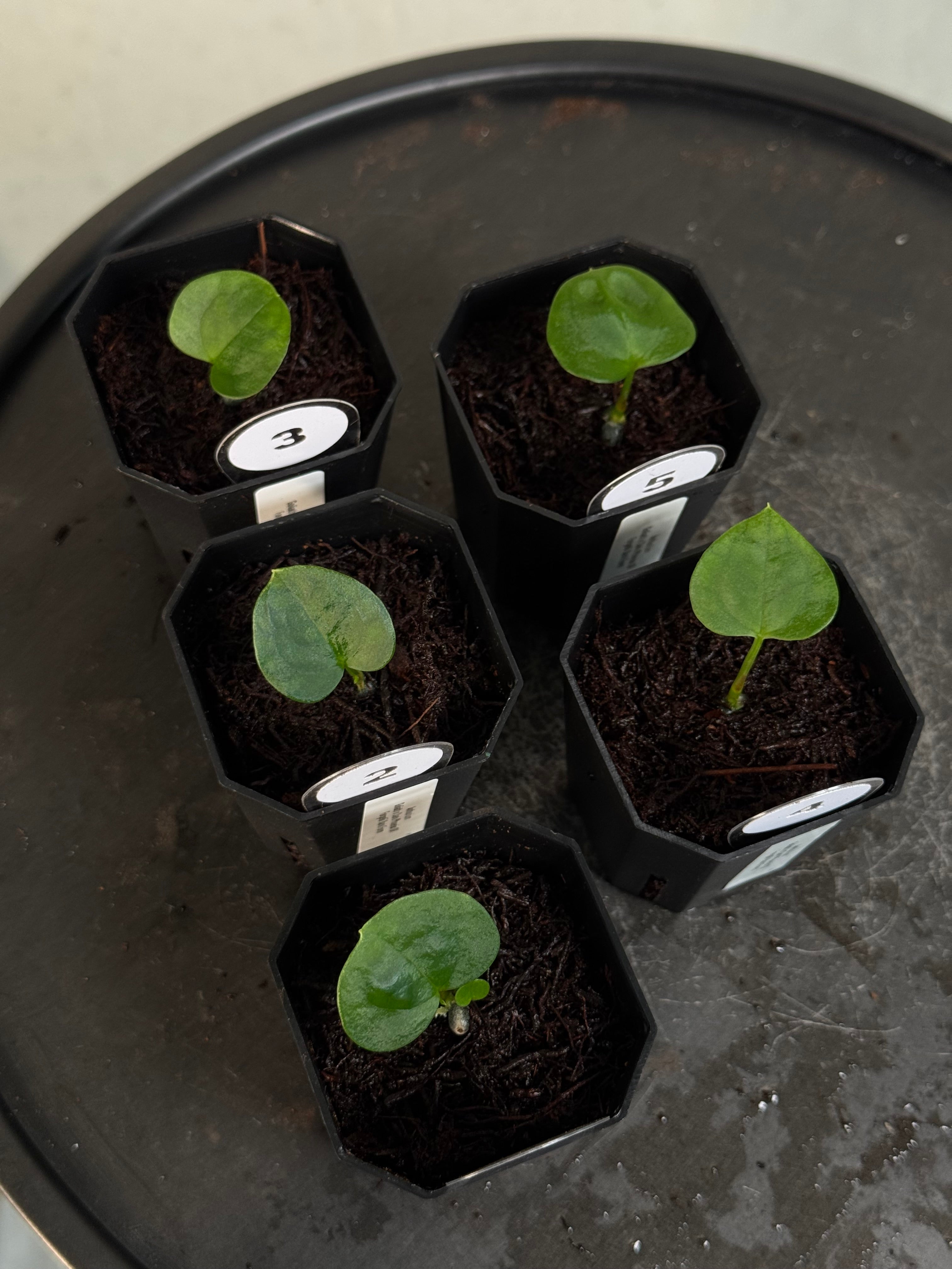 Anthurium Goliath x Dark Phoenix OR Forgetii Dark Form - Seedlings