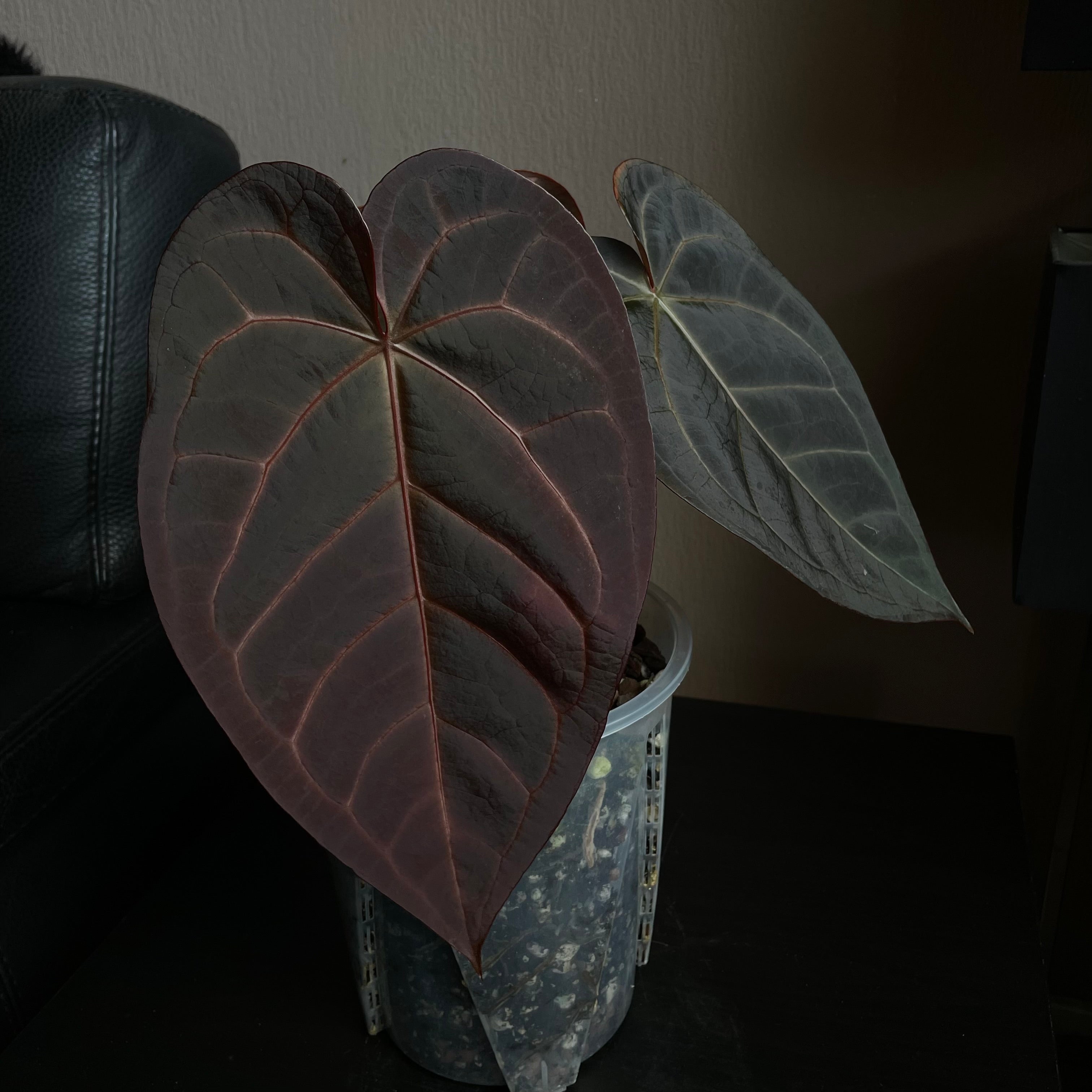 Anthurium - Various plants