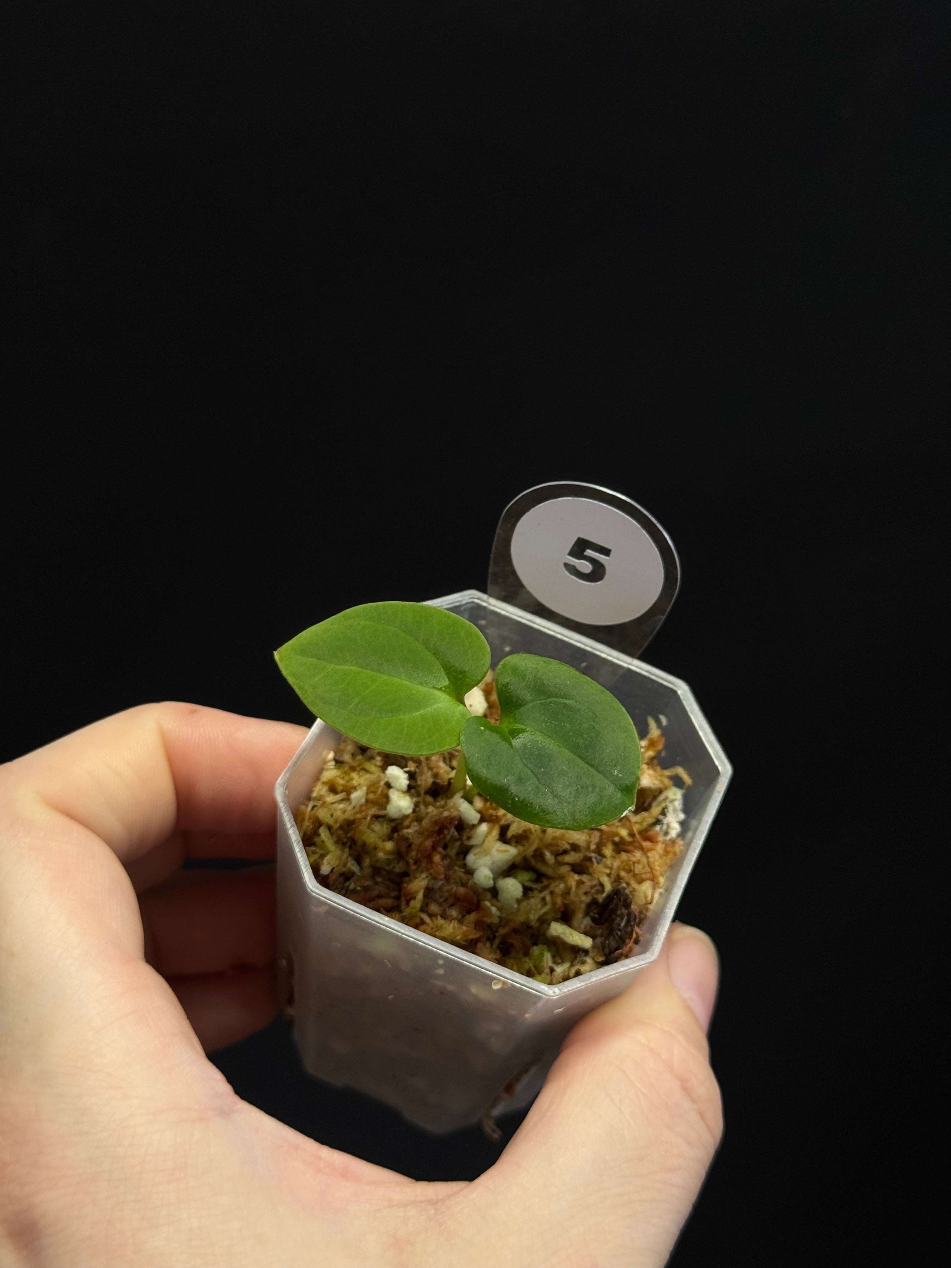 Anthurium BVEP ('Round' x RA1) x Kunayalense CC1