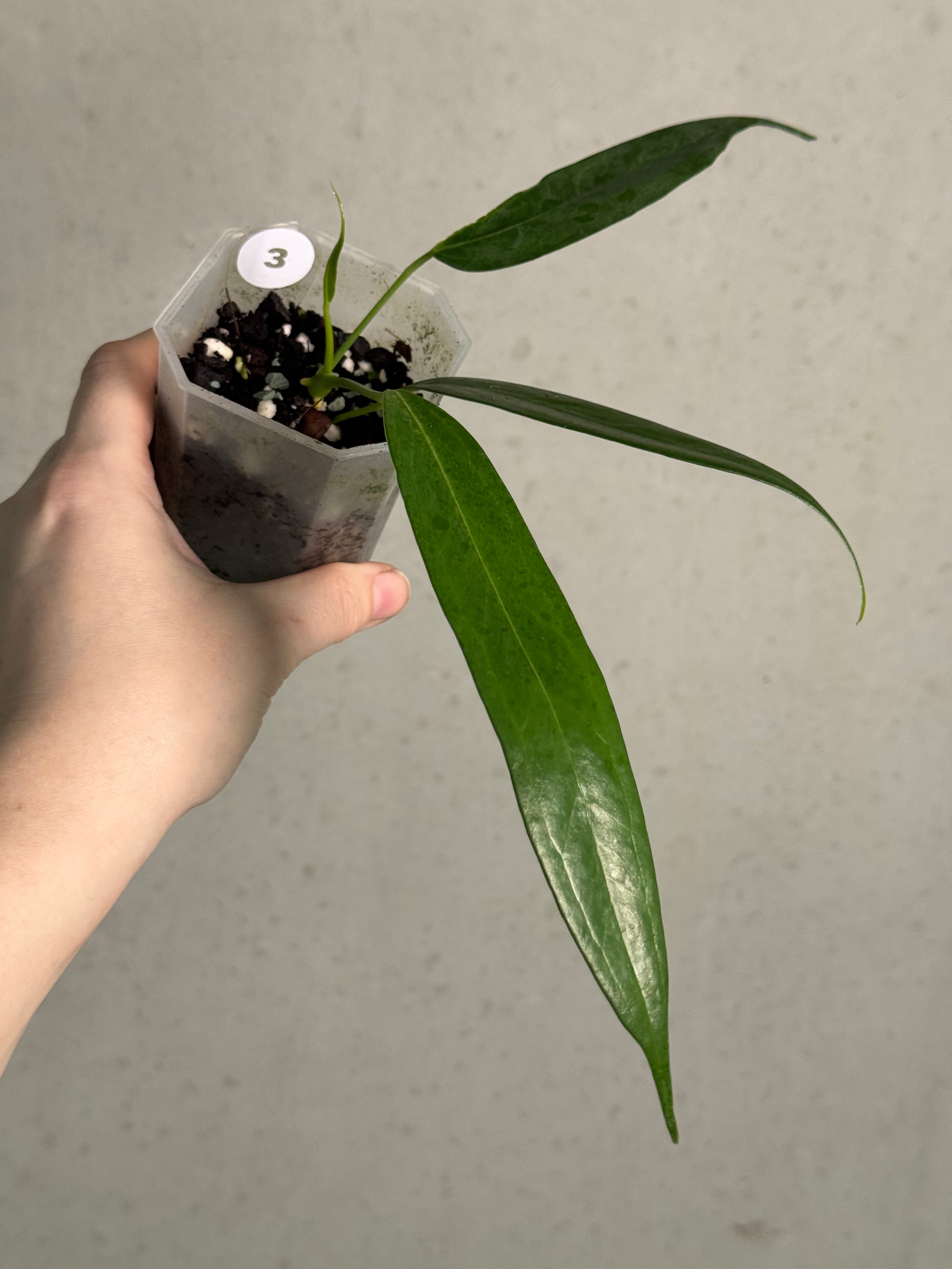 Anthurium Eminens S1 - SMUKHI