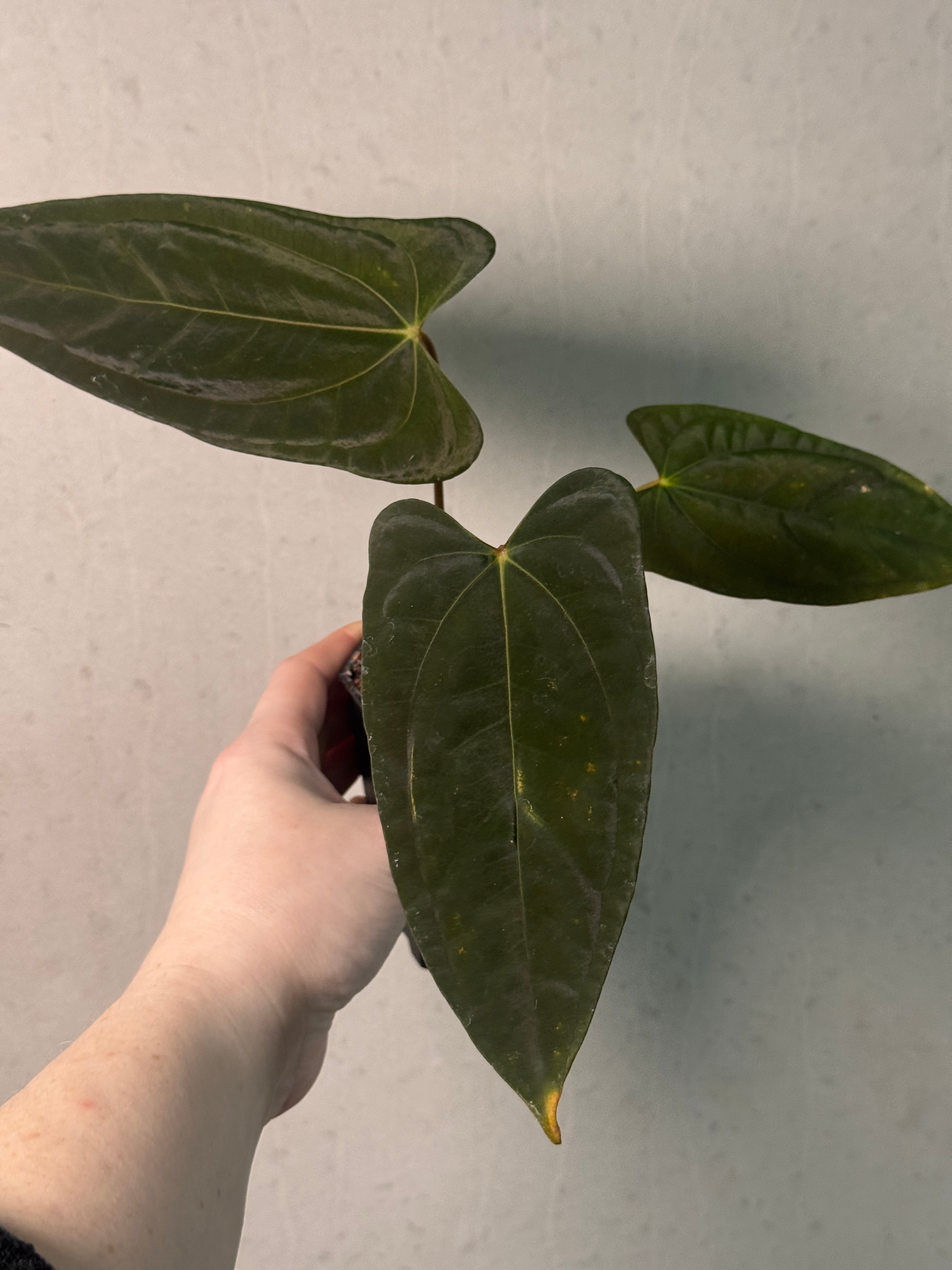 Anthurium Papillilaminum 'Marie' x FSxRL 'Grim Reaper' - SMUKHI