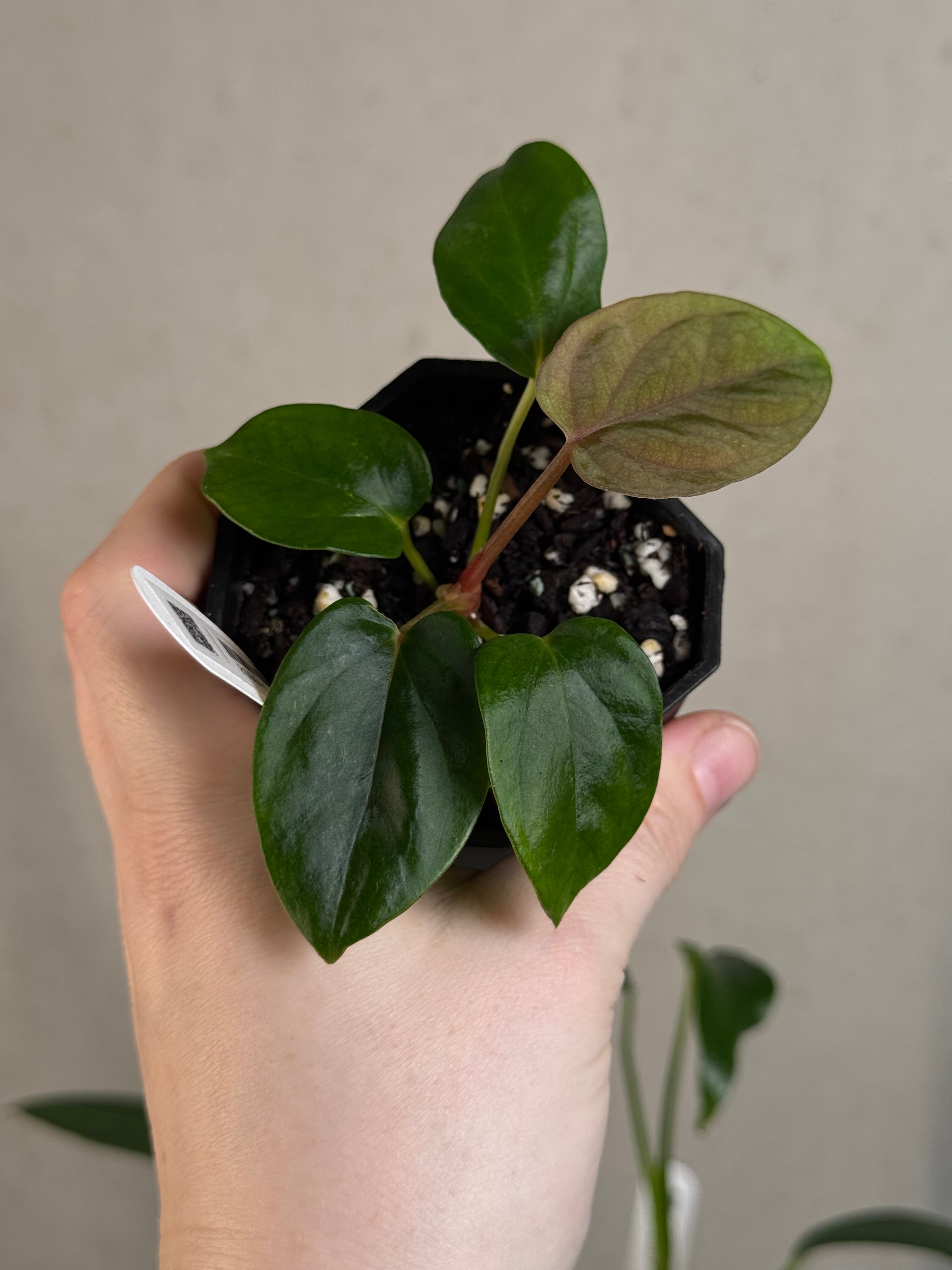 Anthurium 'Supernova' x self