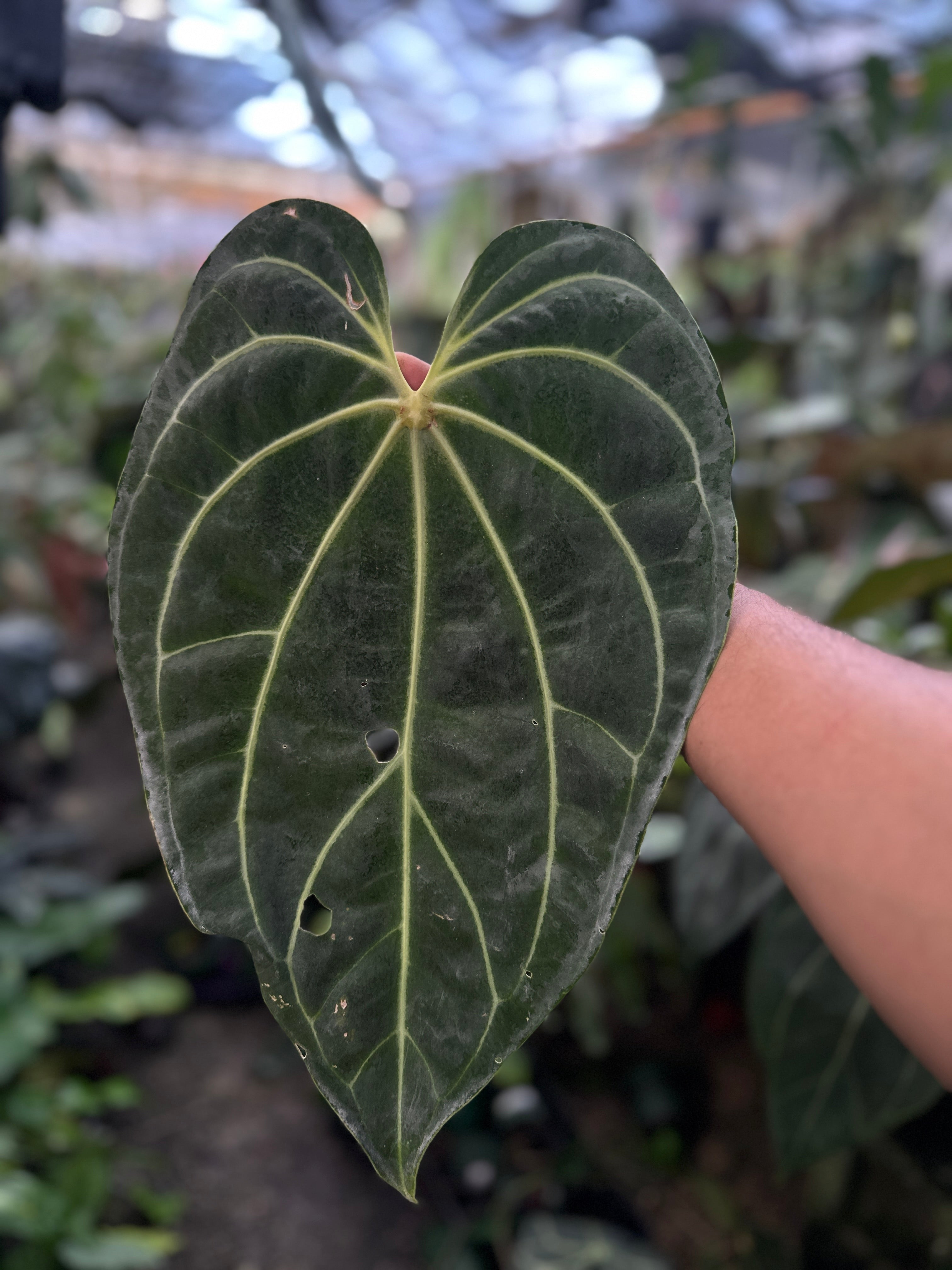 Red Anthurium Crystallinum plant with broad leaves and dark veins, displayed as a lush indoor tropical plant.