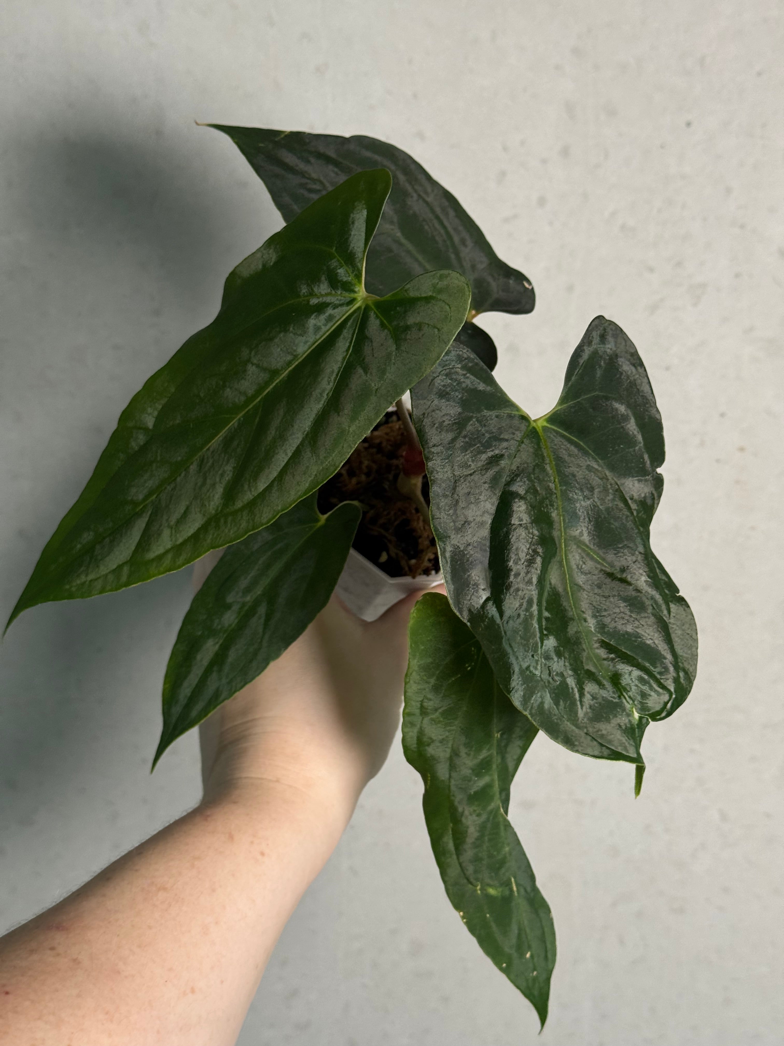 Anthurium Fort Sherman x Ralph Lynam S1