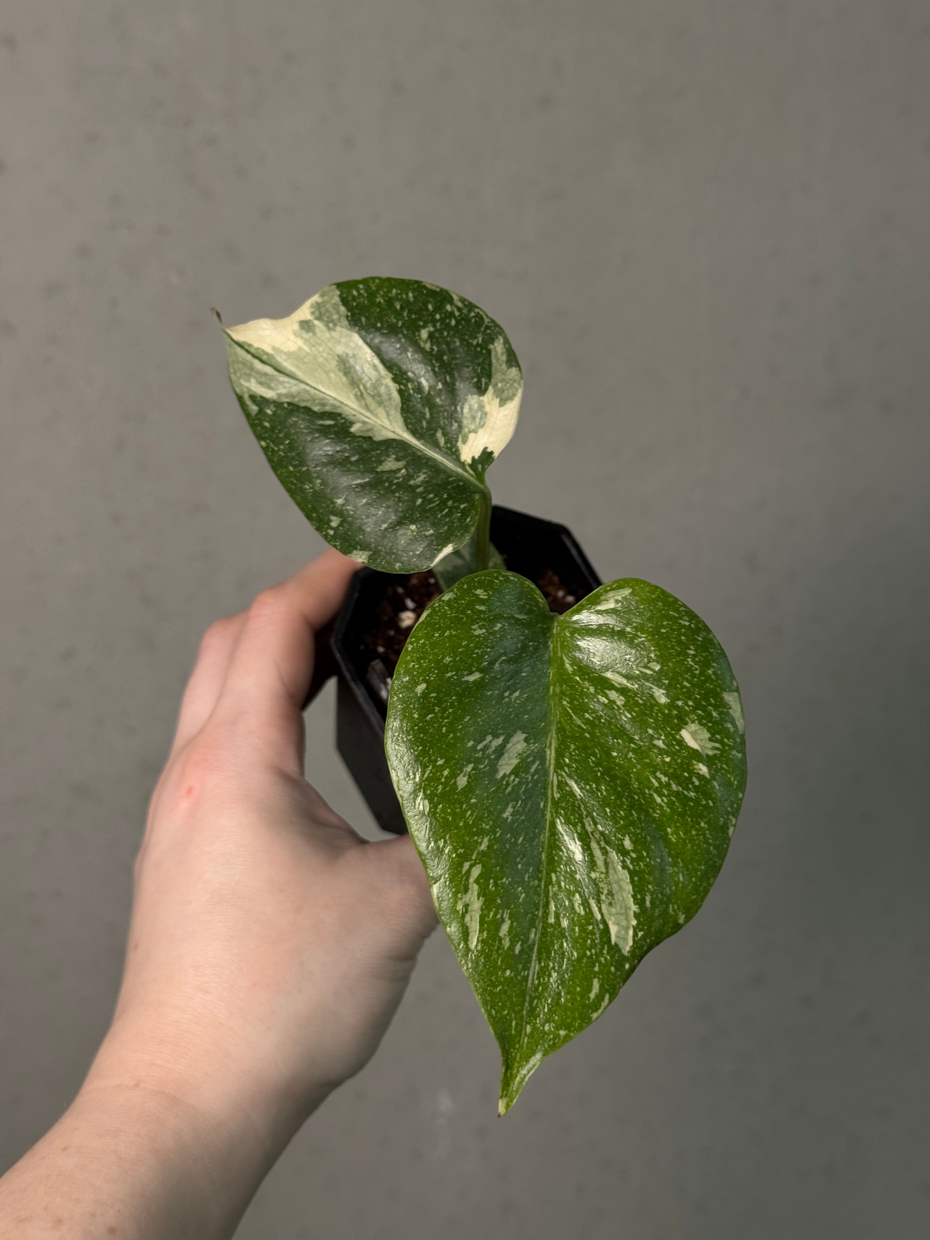 Monstera Thai Constellation