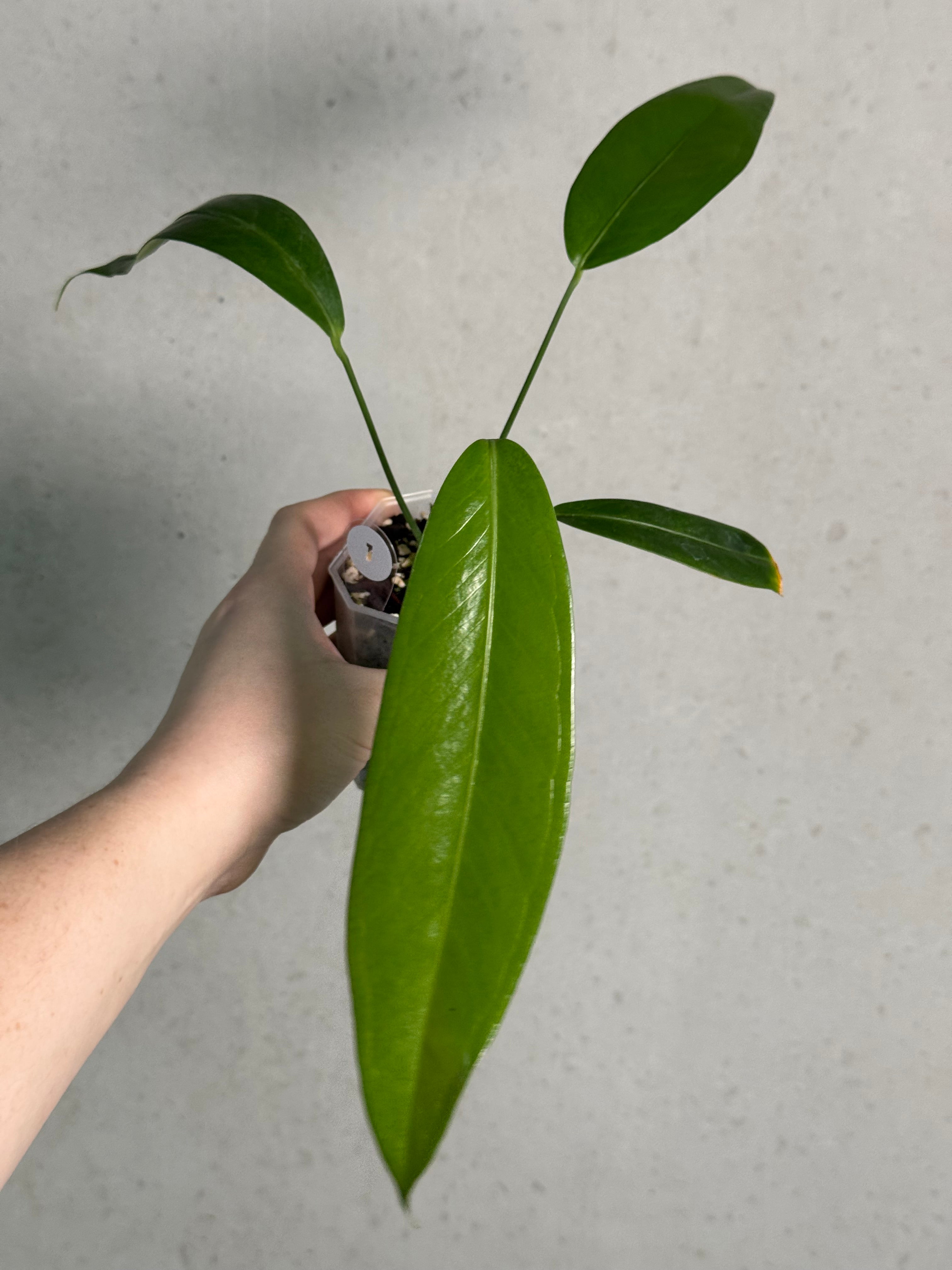 Anthurium Eminens S1