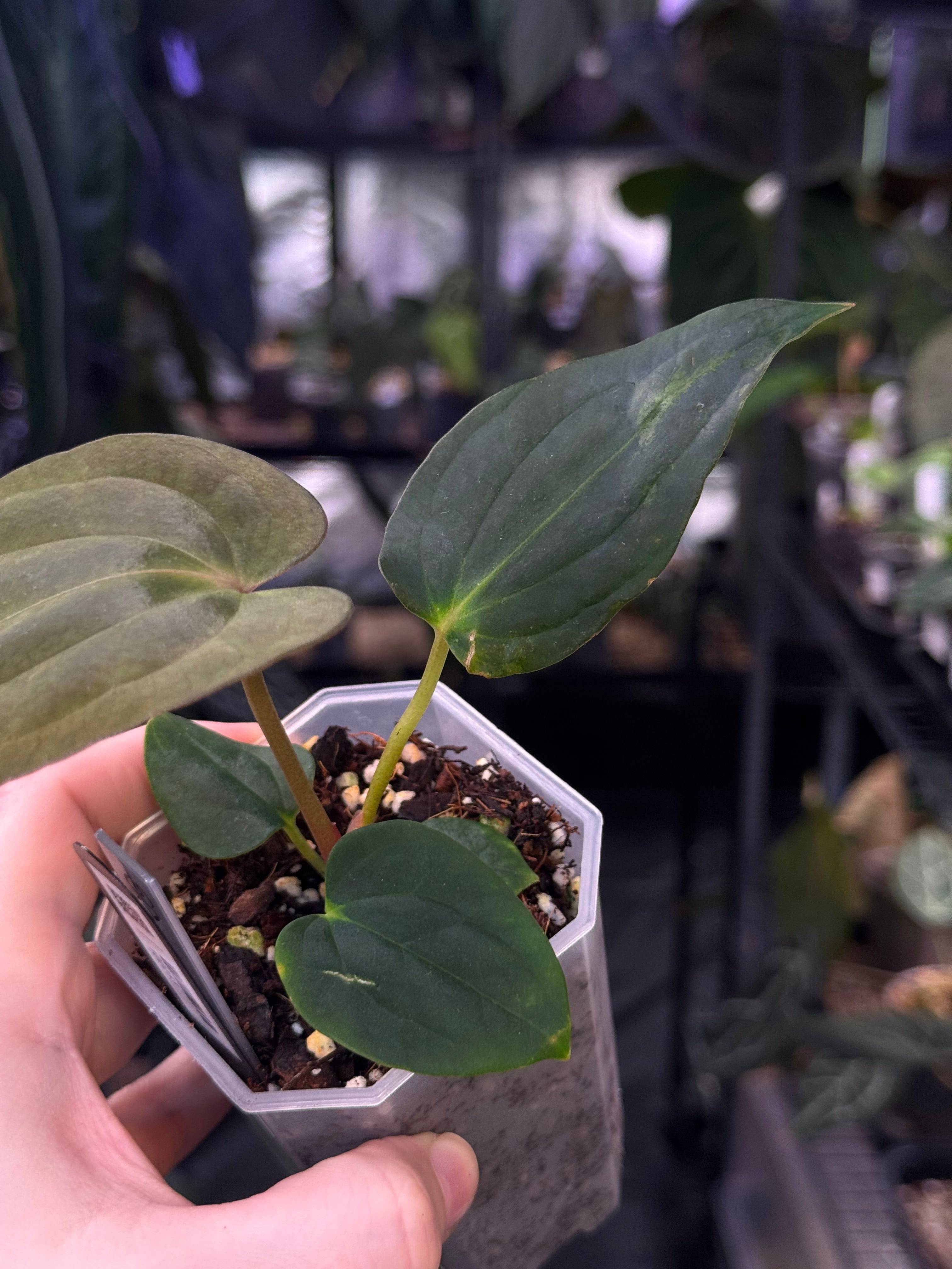NFS: Anthurium BVEP 'Blackened Tuna' x RA1 - SMUKHI