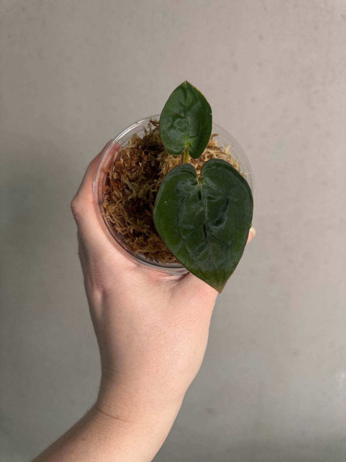 Anthurium Papillilaminum RA5 x Dressleri F3 plant by Buz Plants with glossy green leaves and vibrant spathes in a lush indoor setting.