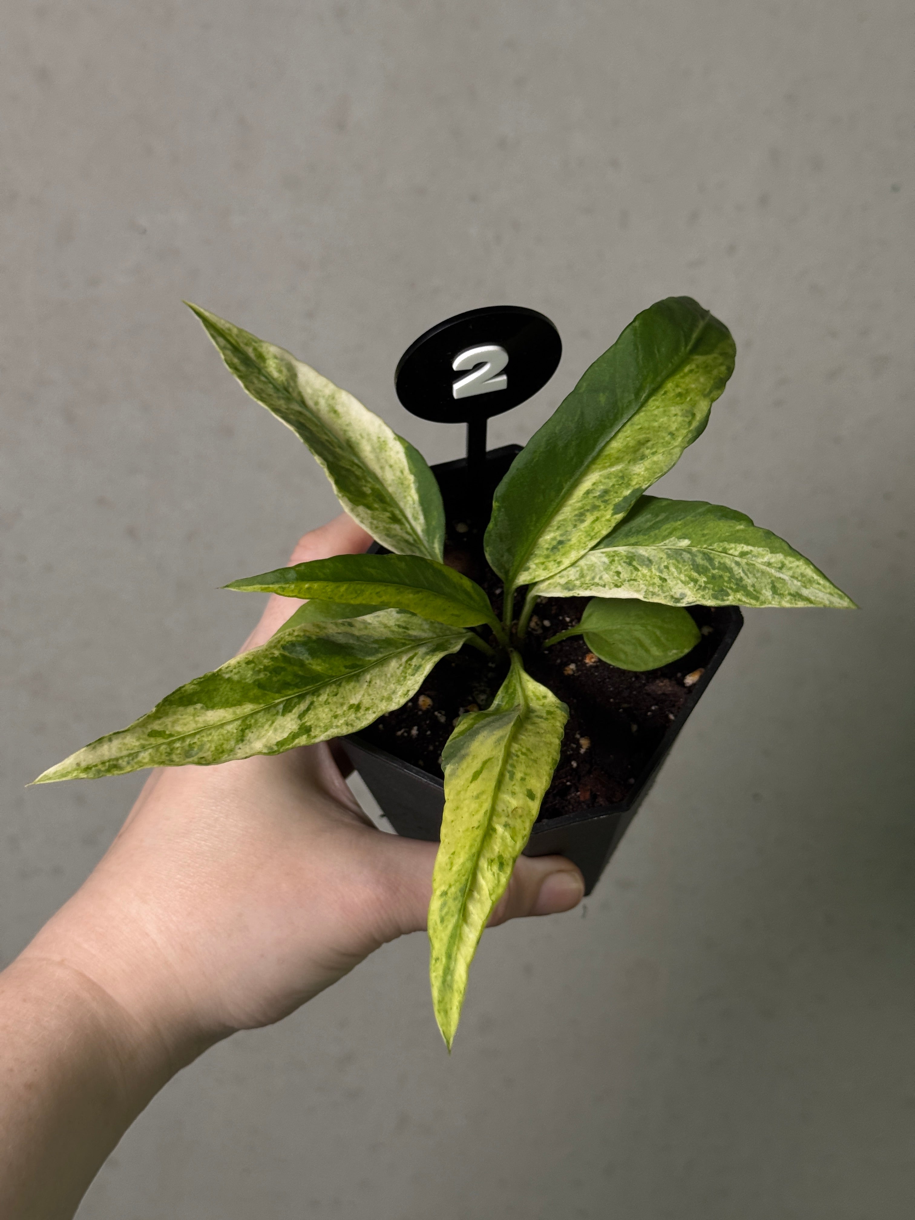 Anthurium Vittarifolium Variegata