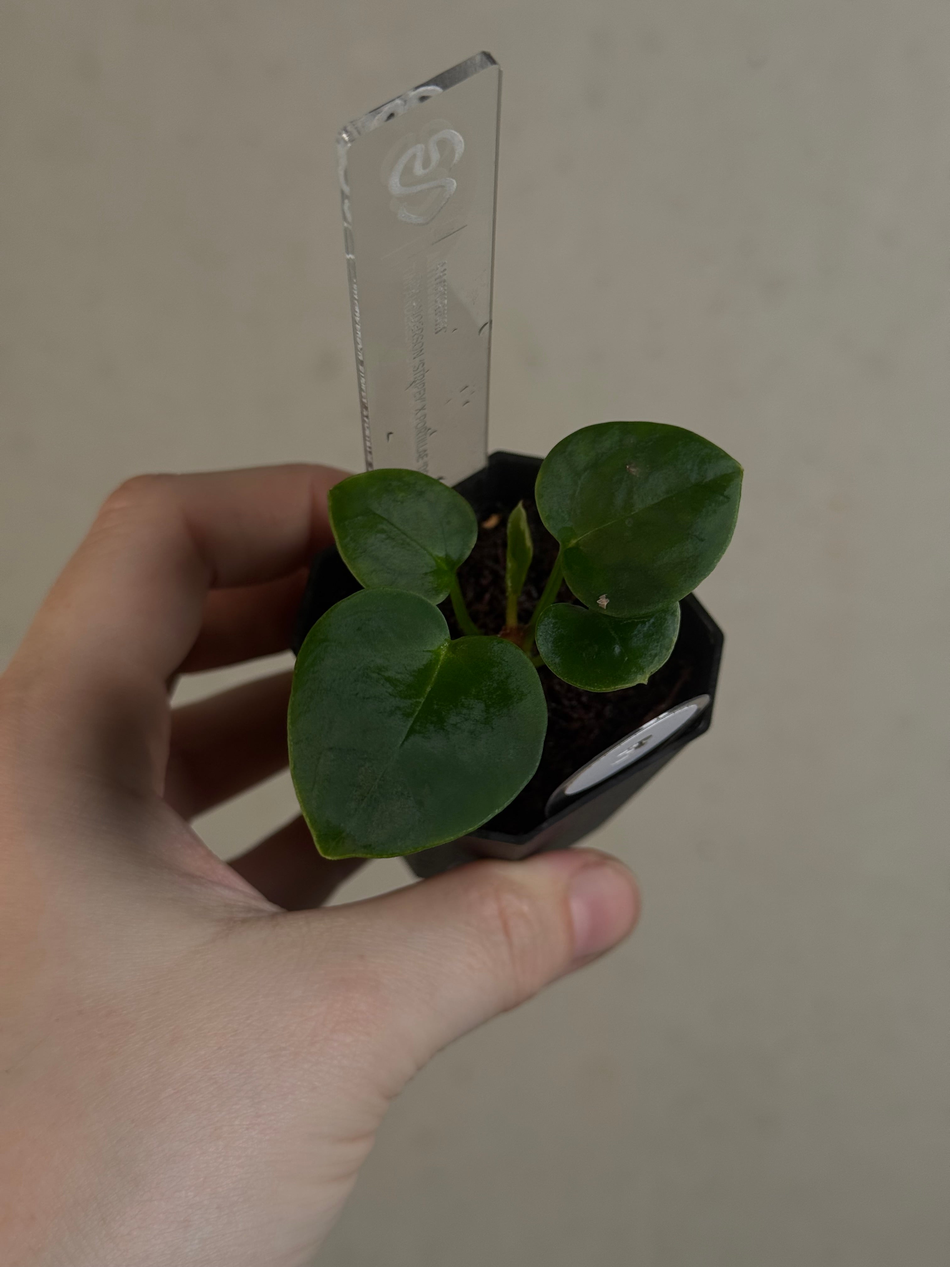 Anthurium Tim Anderson ‘Stripey’ x Portillae ‘Dorito’