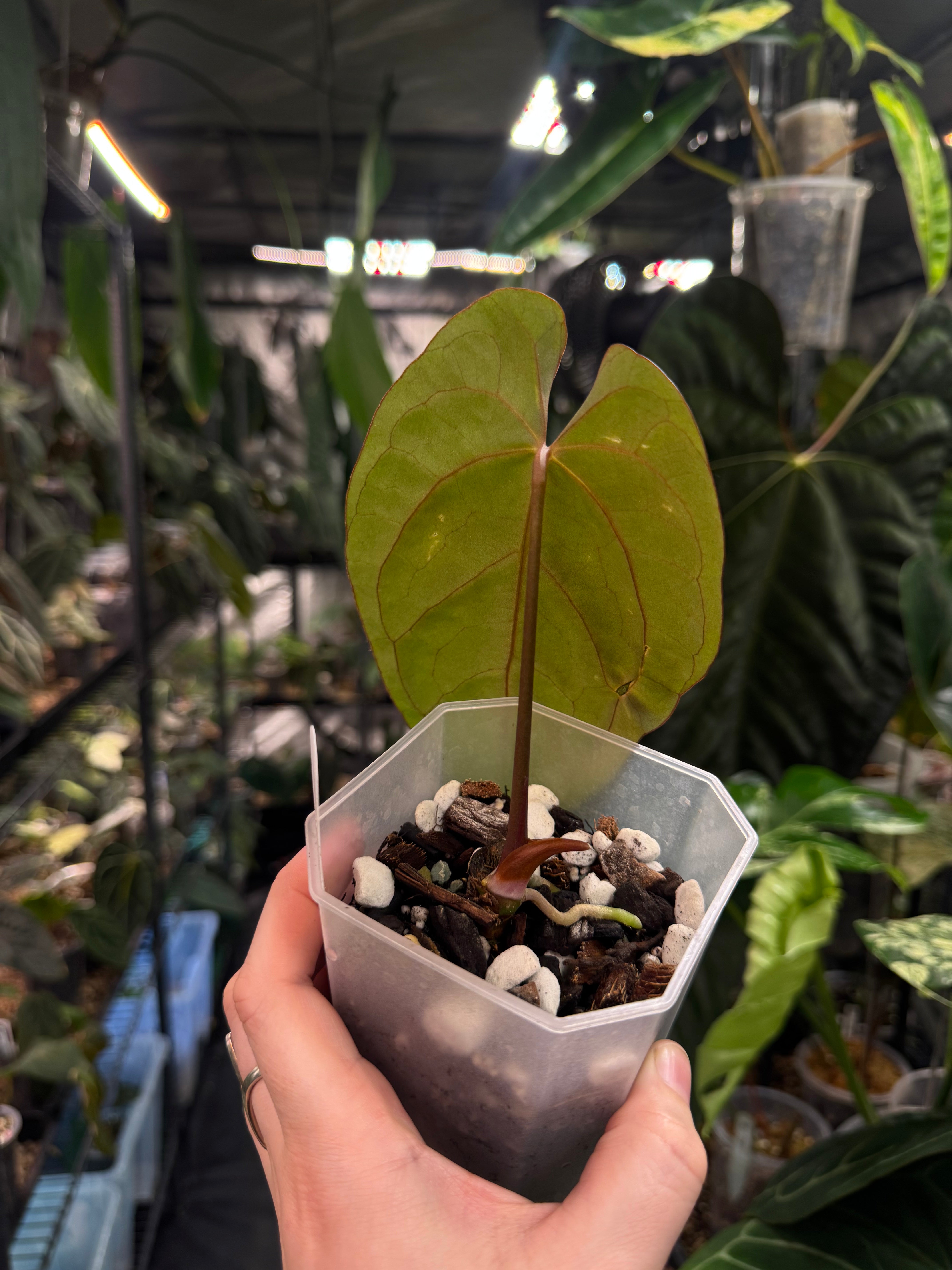 Anthurium Ace of Spades Dark Form x Papillilaminum "IL" - Clone