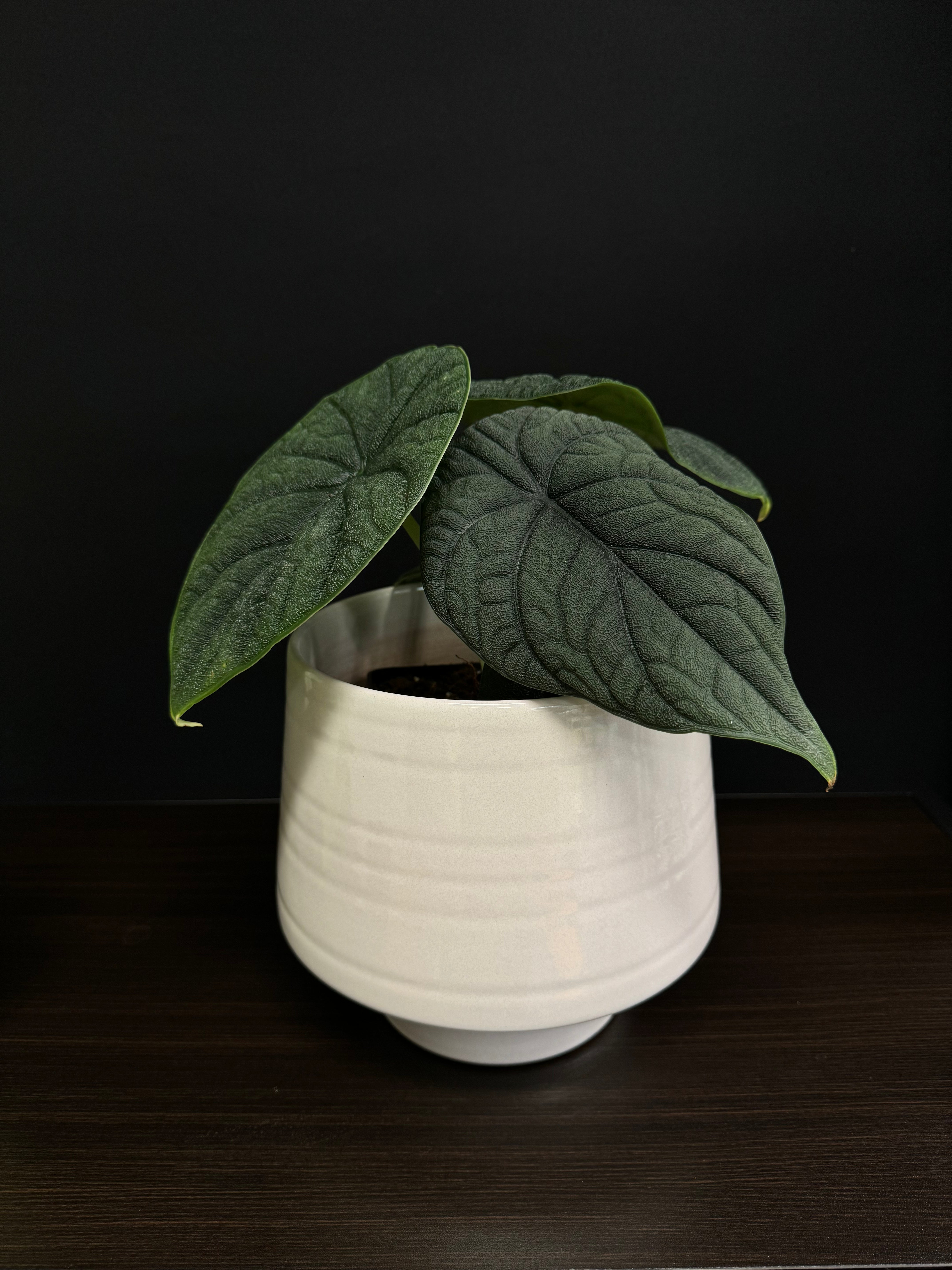 Gina Da Decorative Pot ‘Vida’ - SMUKHI