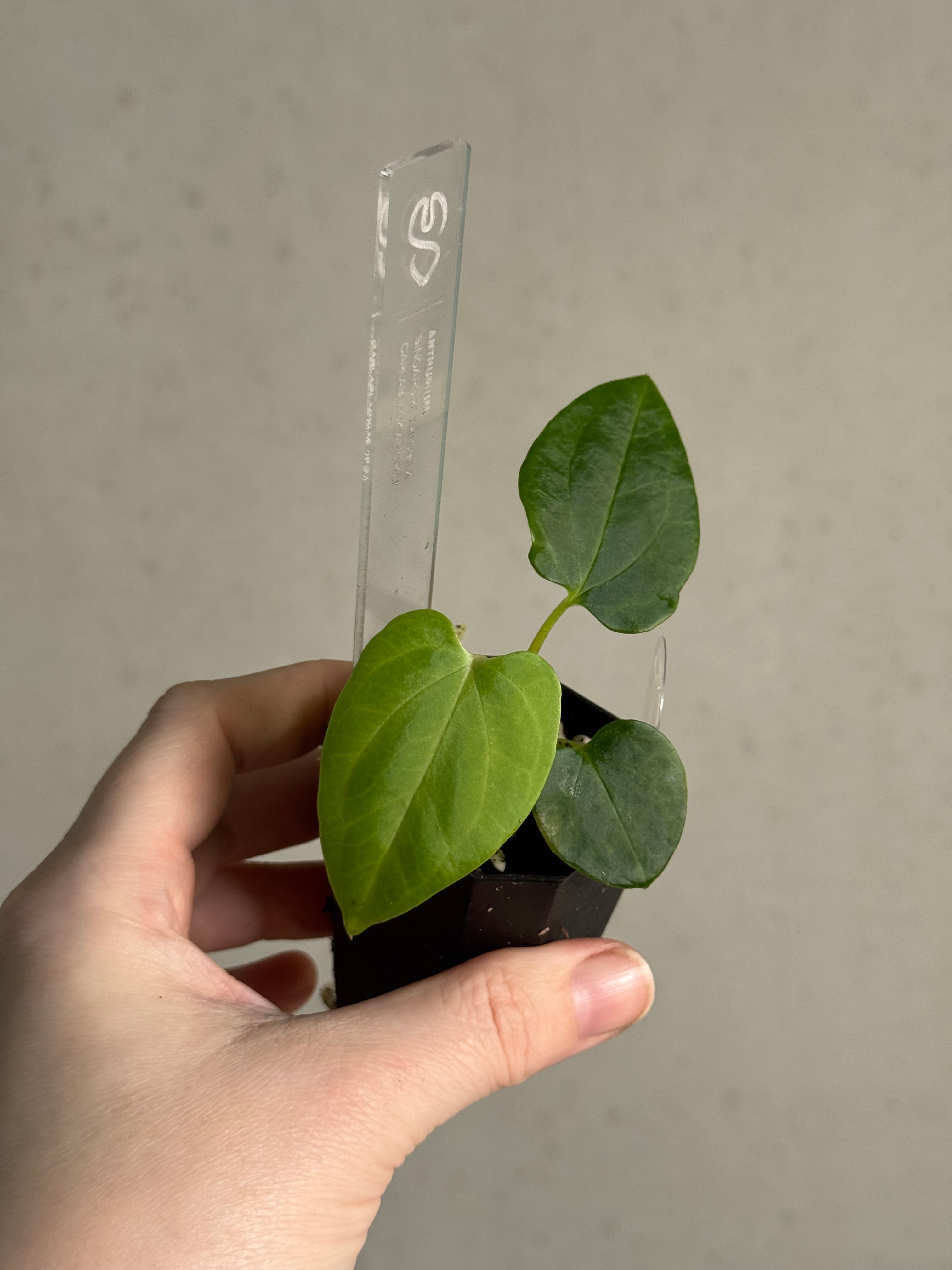 Anthurium Singapore Trilobe x Carlablackiae ‘JPG.1’ - SMUKHI