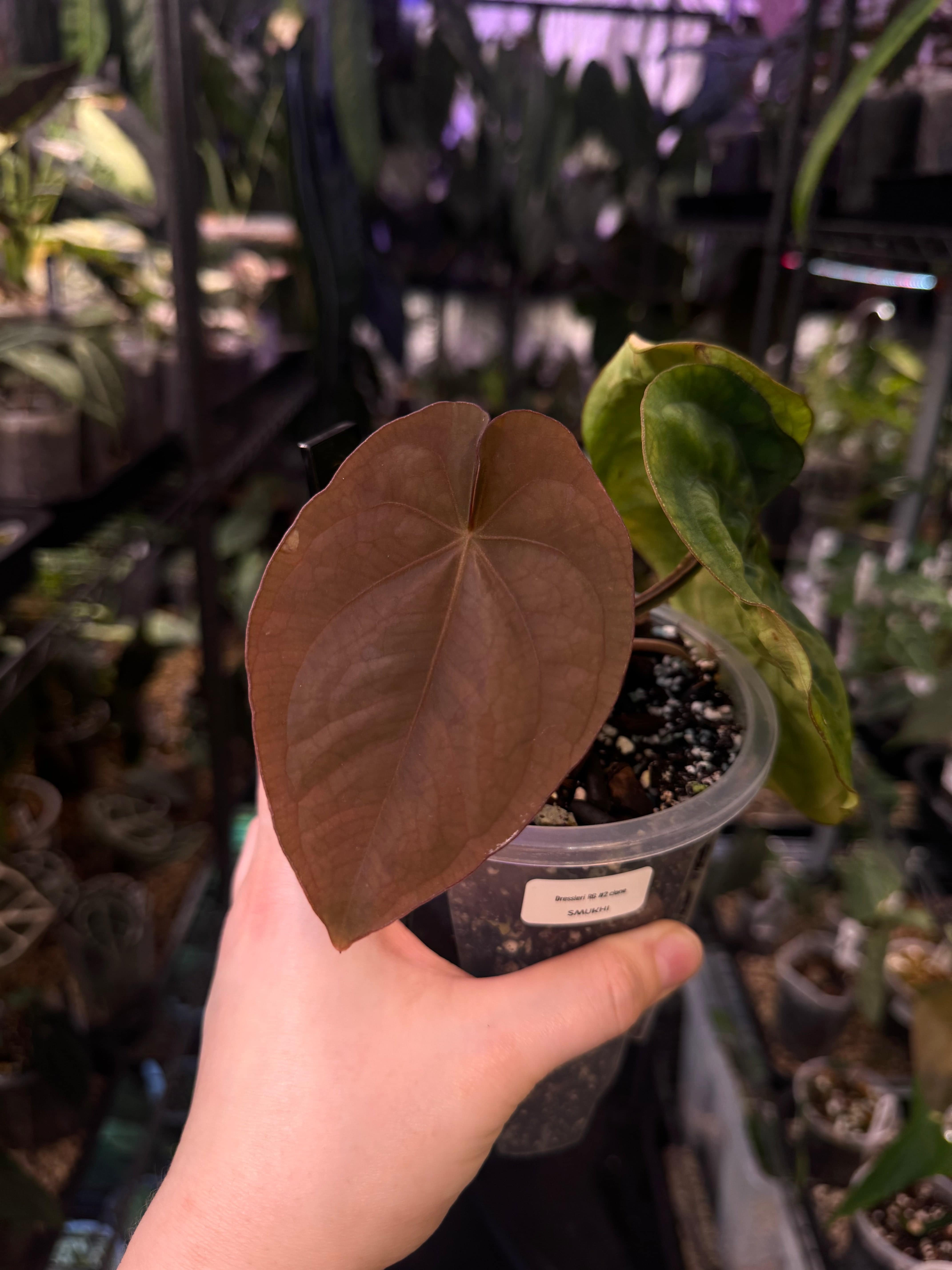 NFS: Anthurium Dressleri RG #2 clone - SMUKHI