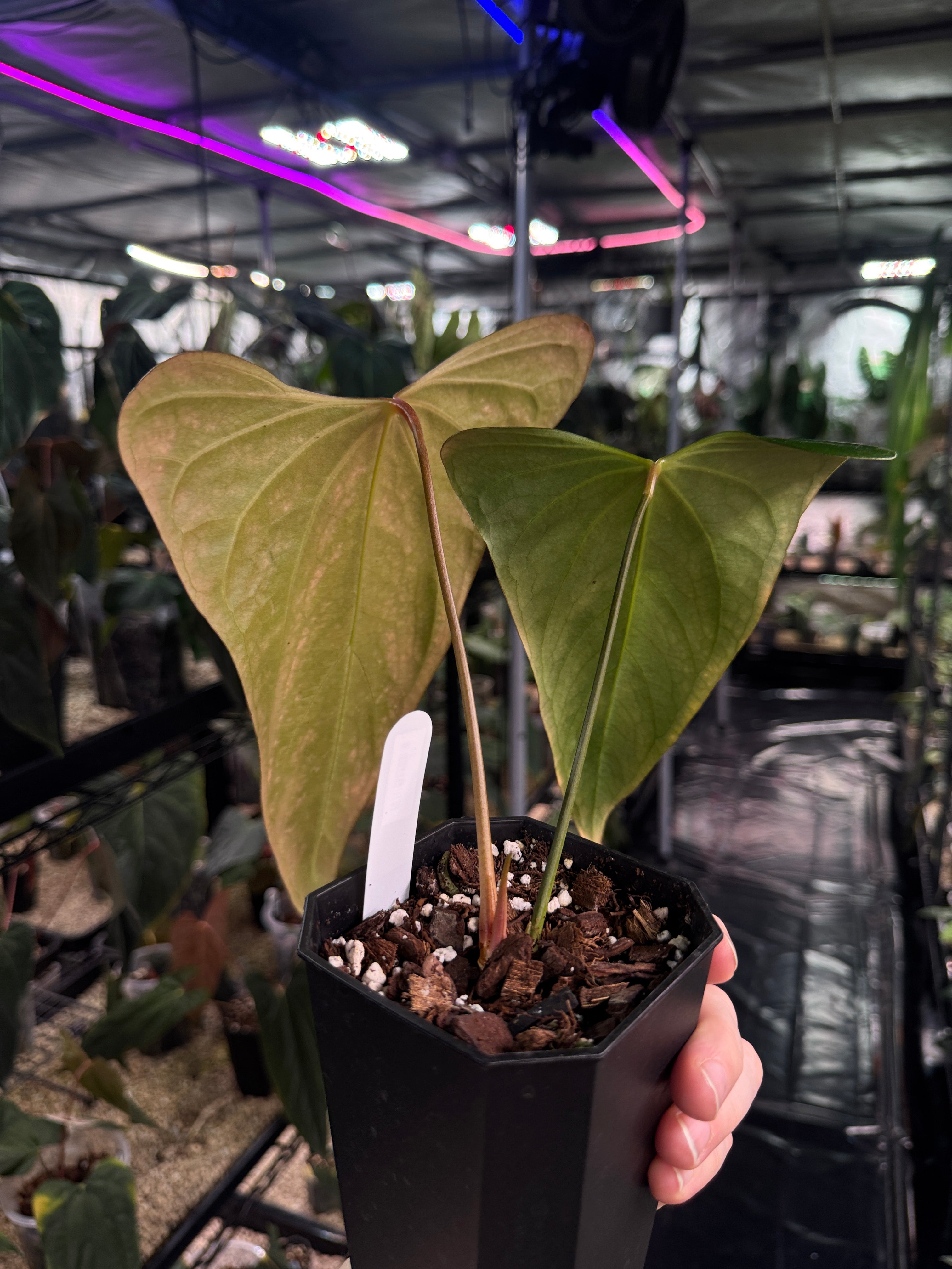 Anthurium Indo Portillae