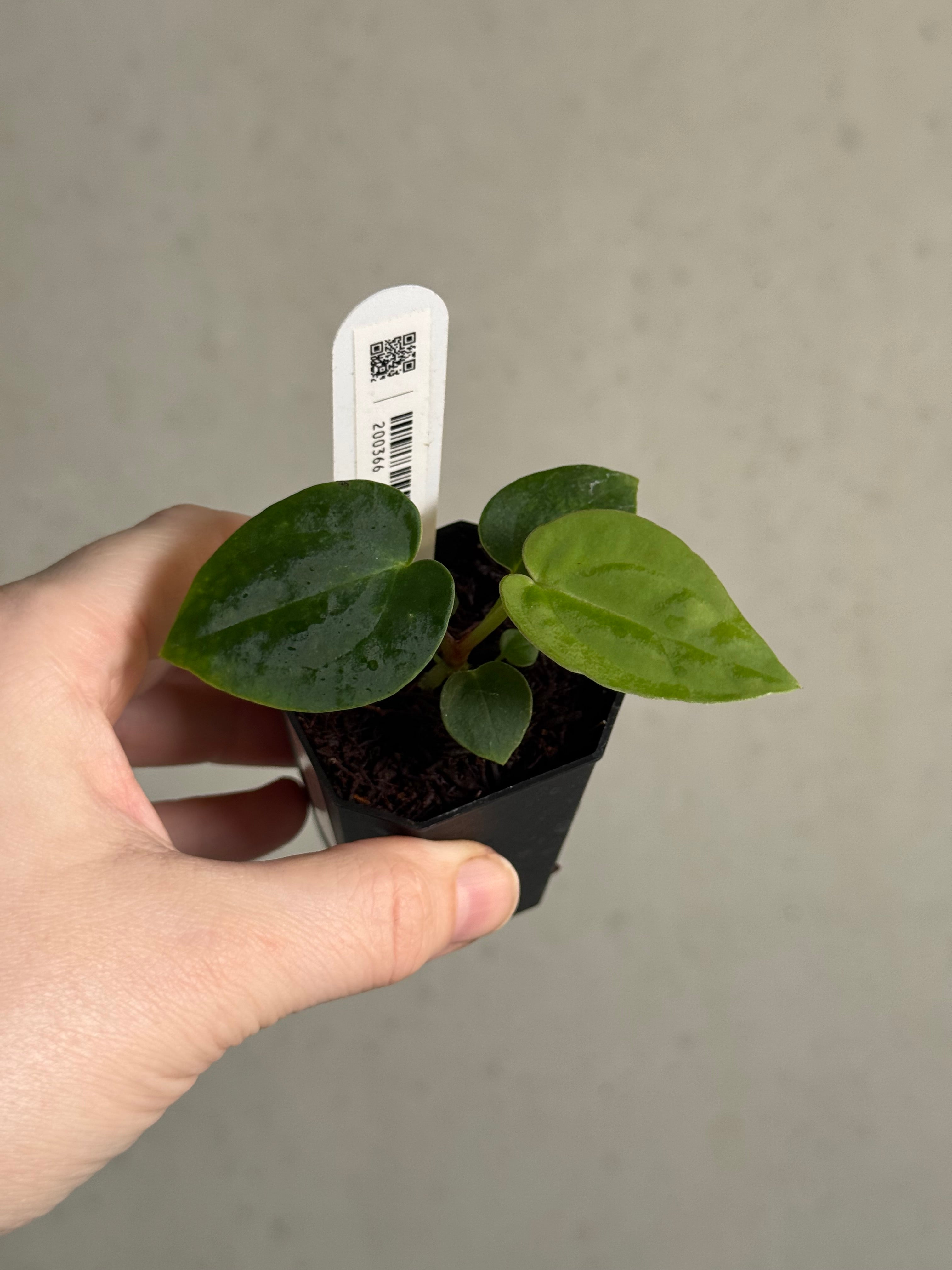 Anthurium (DocBlock Zara '29' x (Michelle x Zara)) '28' x BVEP (‘Round’ x ‘Felix’) - SMUKHI