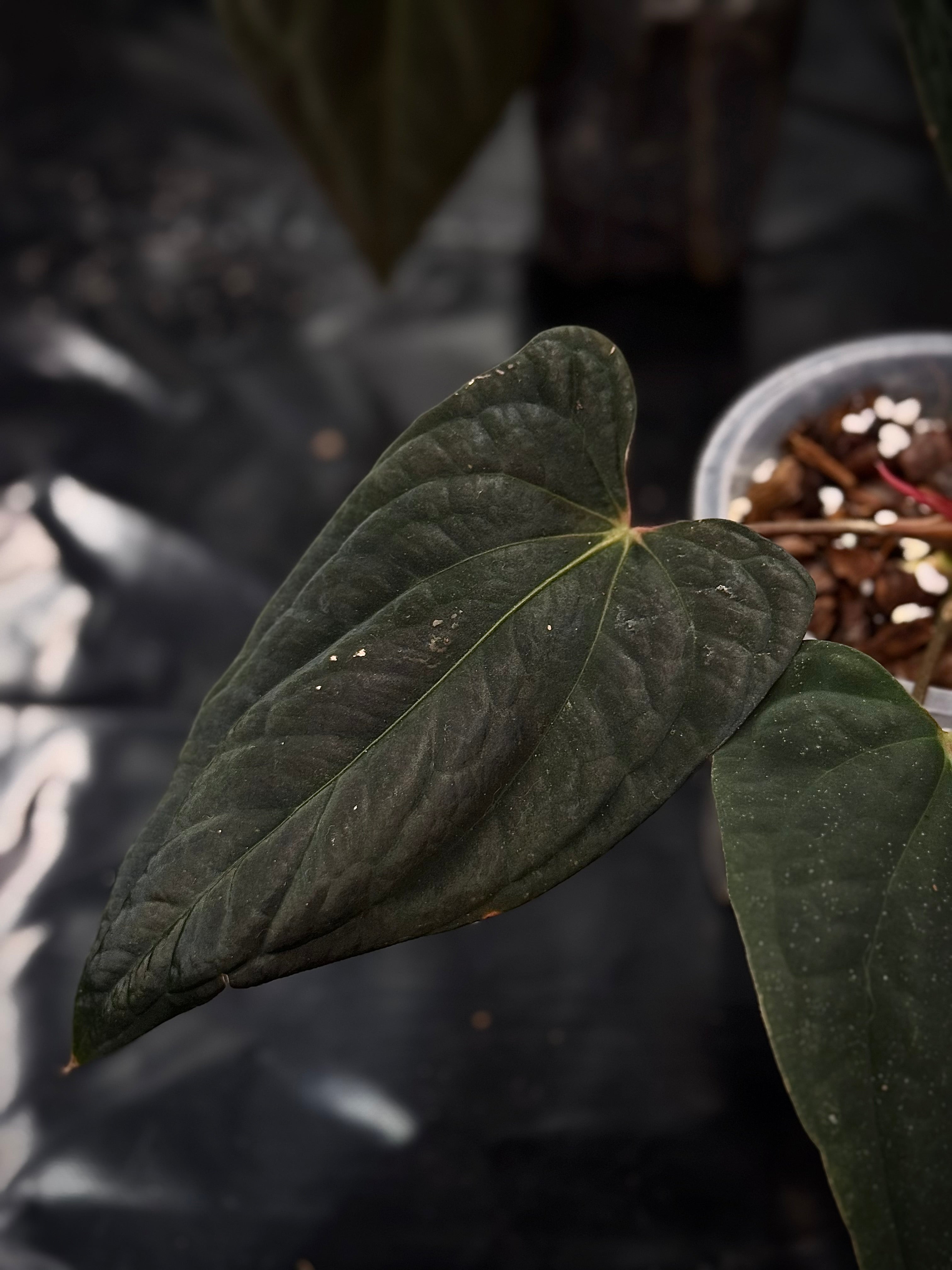 NFS: Anthurium (Papillilaminum RG x Eastern Dressleri) x BVEP