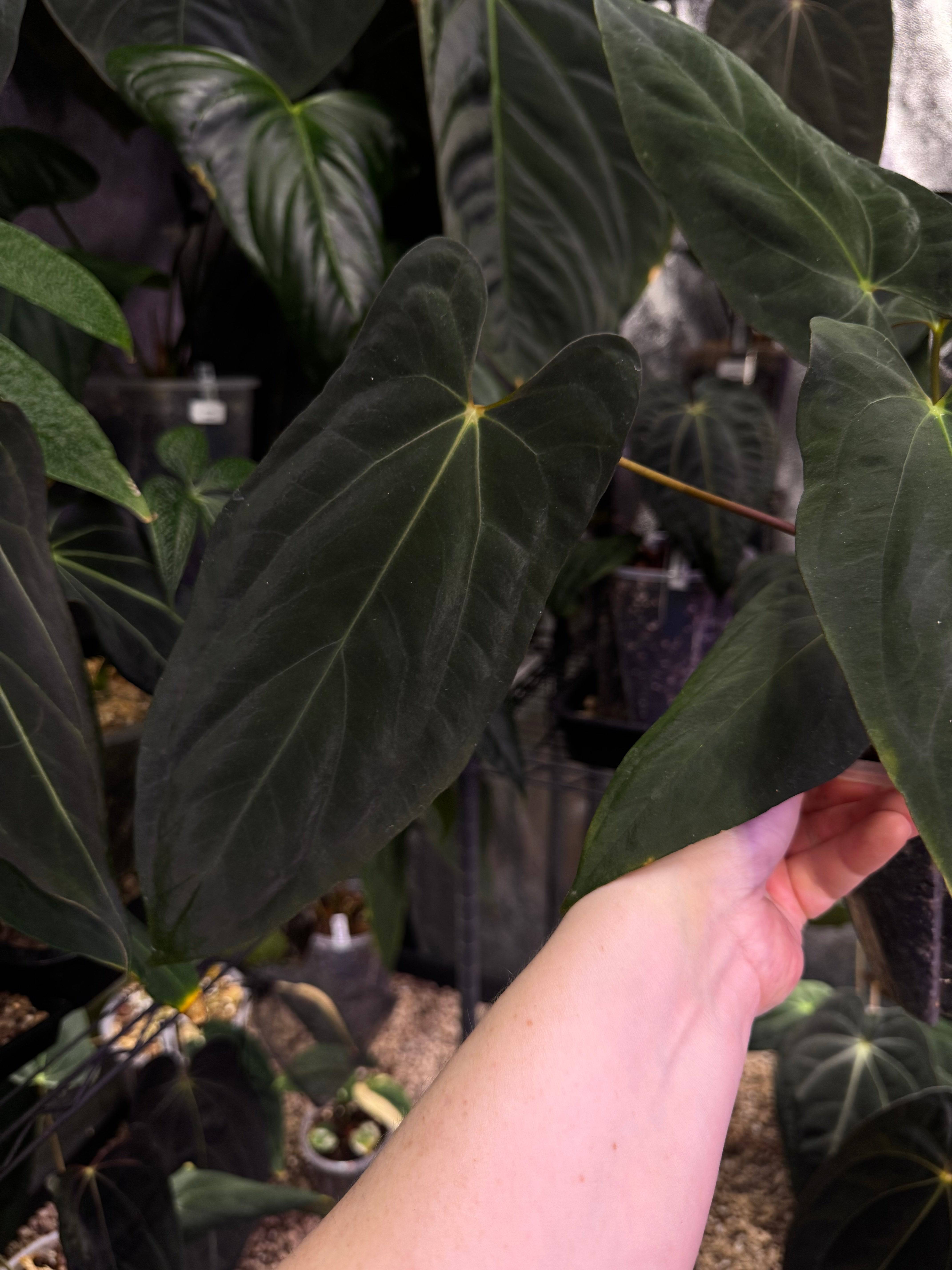 Anthurium Fort Sherman - Clone - SMUKHI