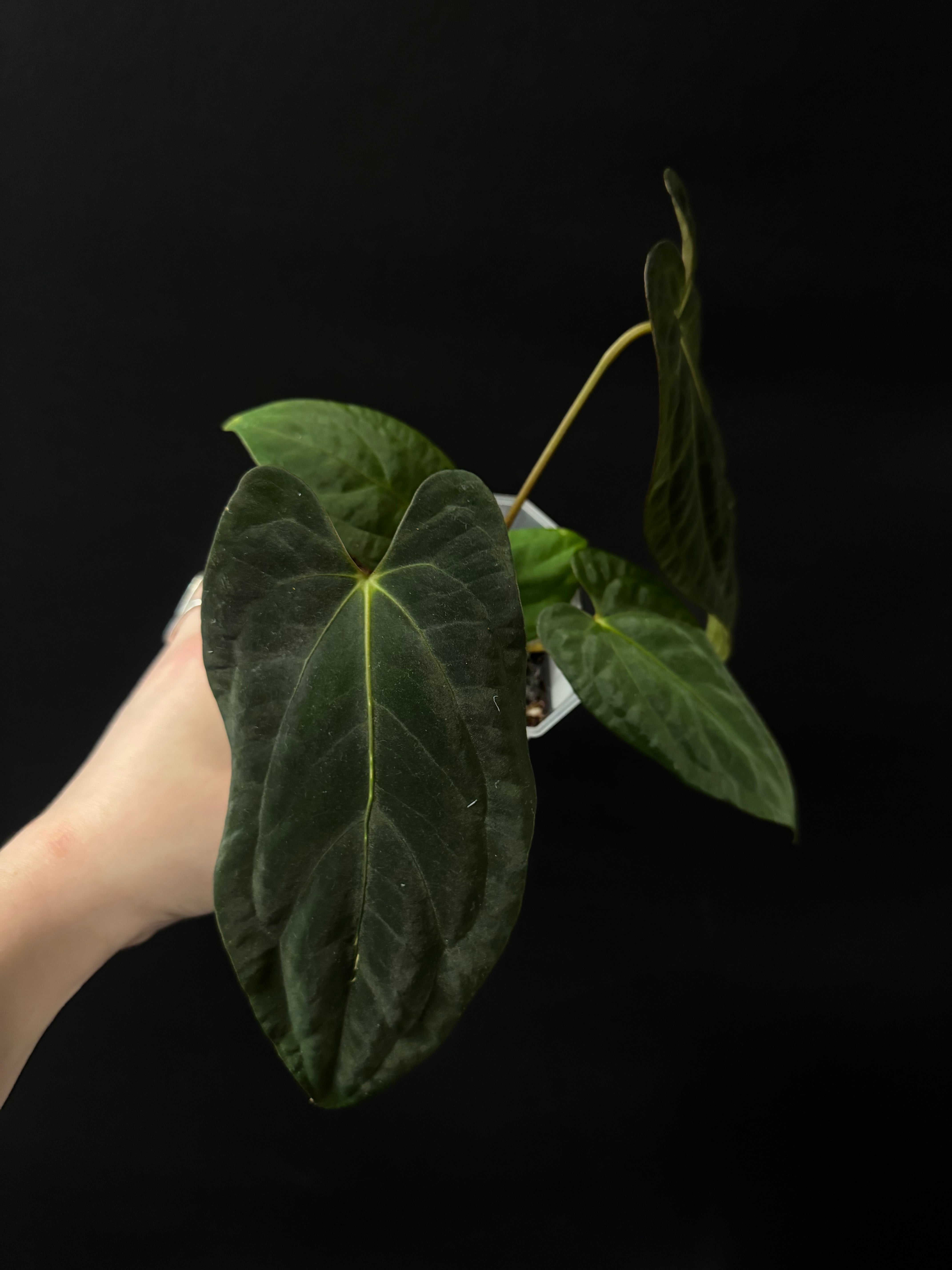 Anthurium RLxFS x Dark Phoenix