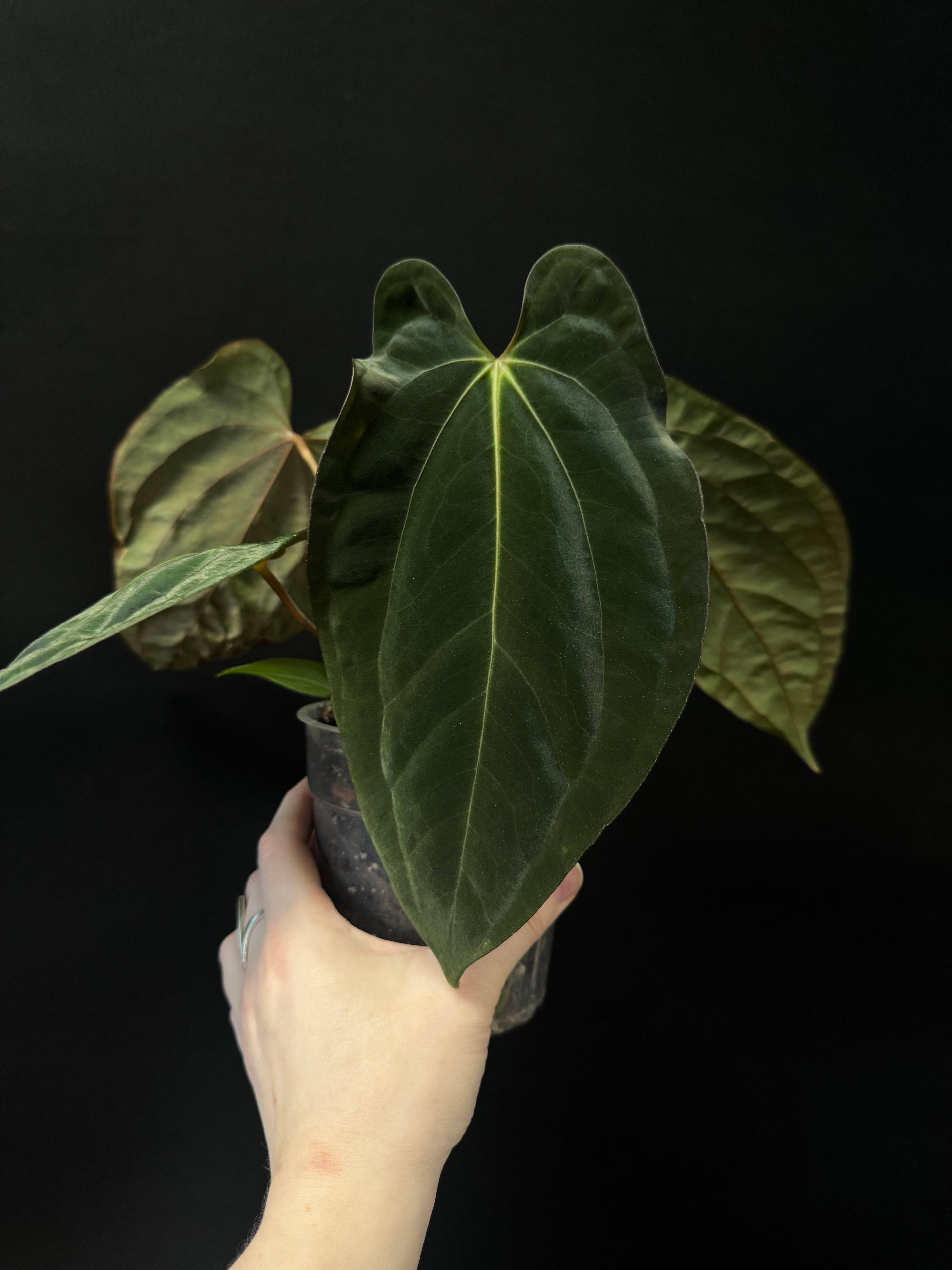 Anthurium RLxFS x (Carlablackiae x Papillilaminum) - SMUKHI
