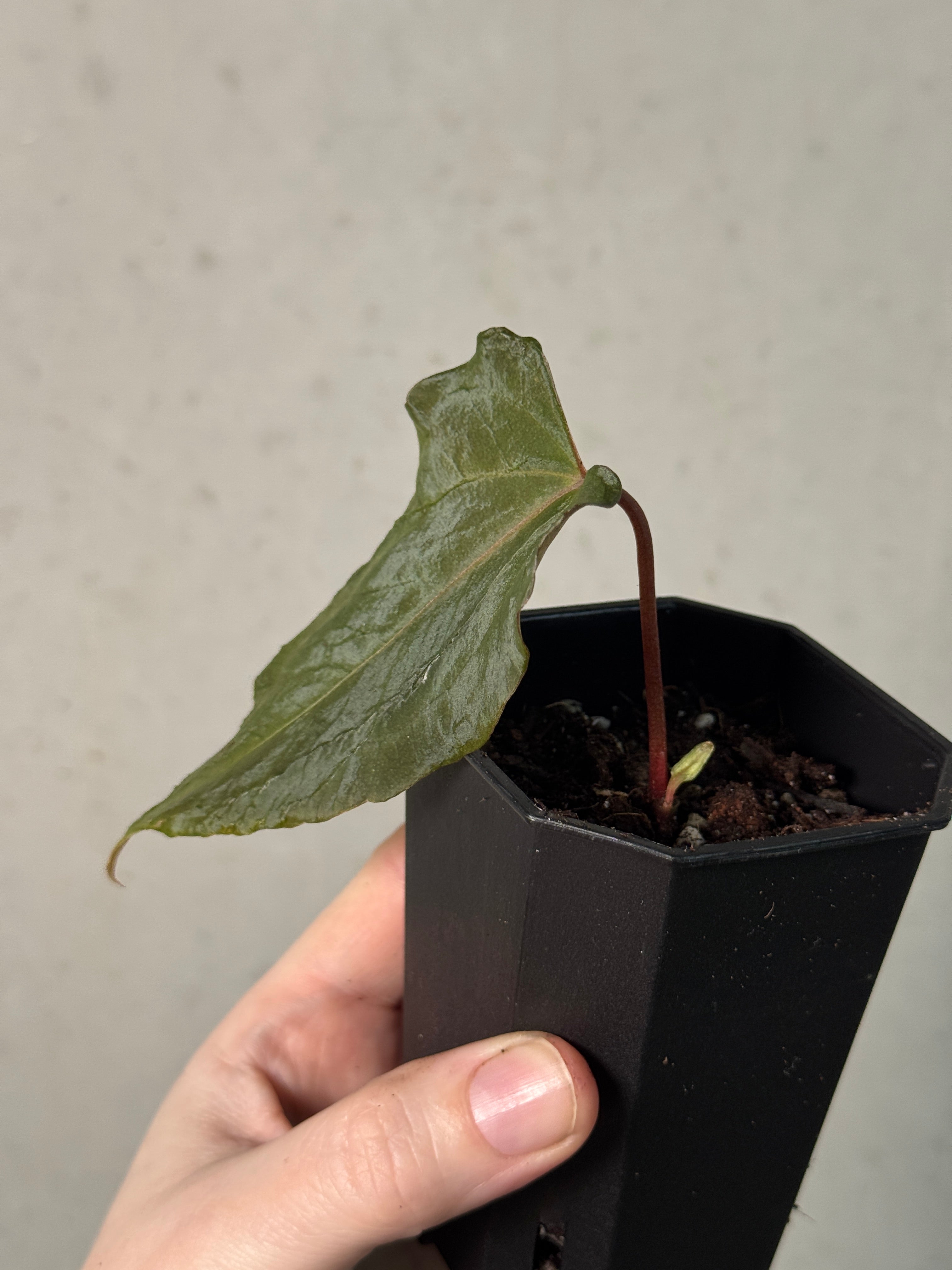 Anthurium FSxRL 'Grim Reaper' Reaper' S1 - Clone