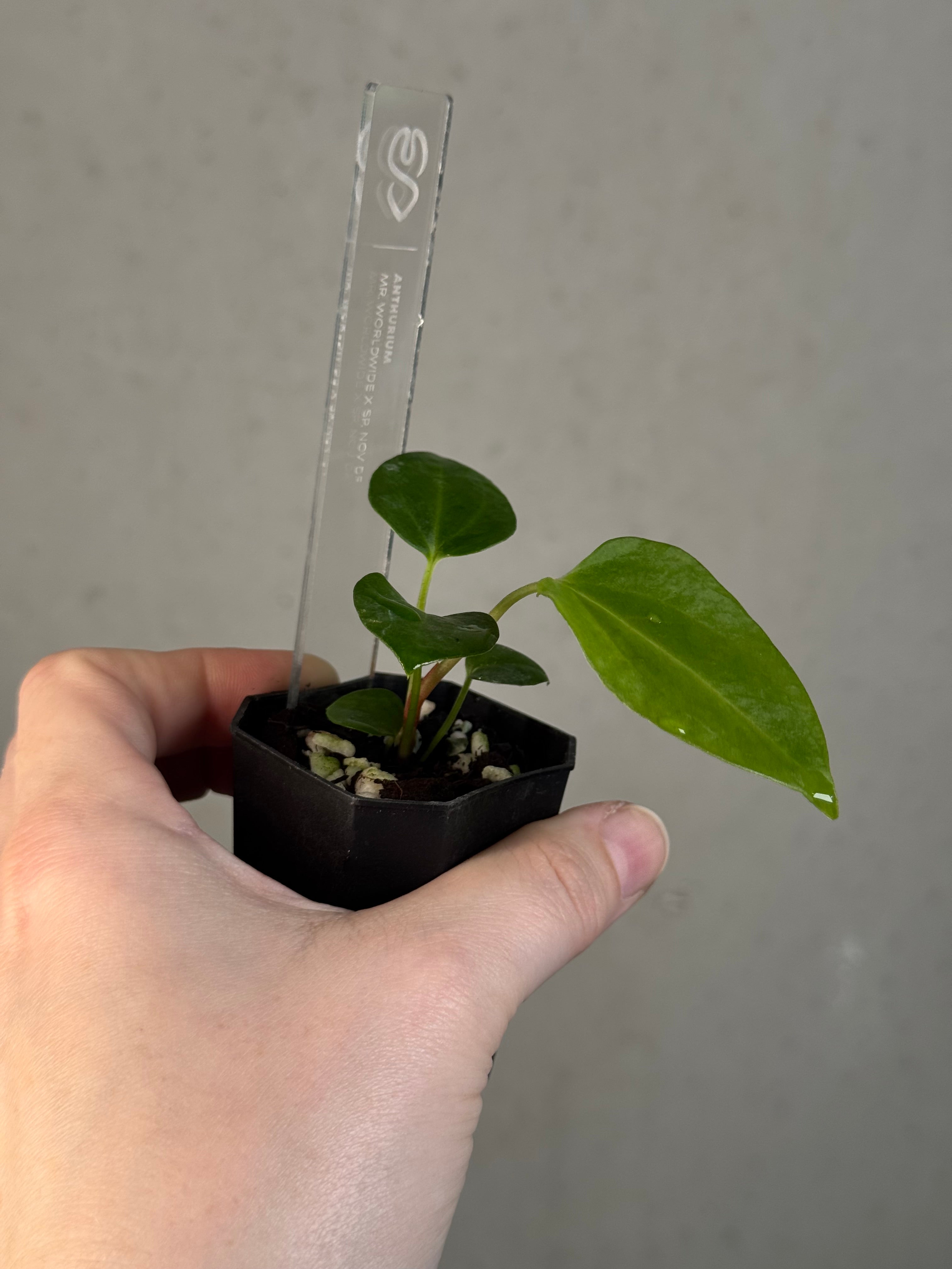 Anthurium Mr. Worldwide x sp. Nov DF
