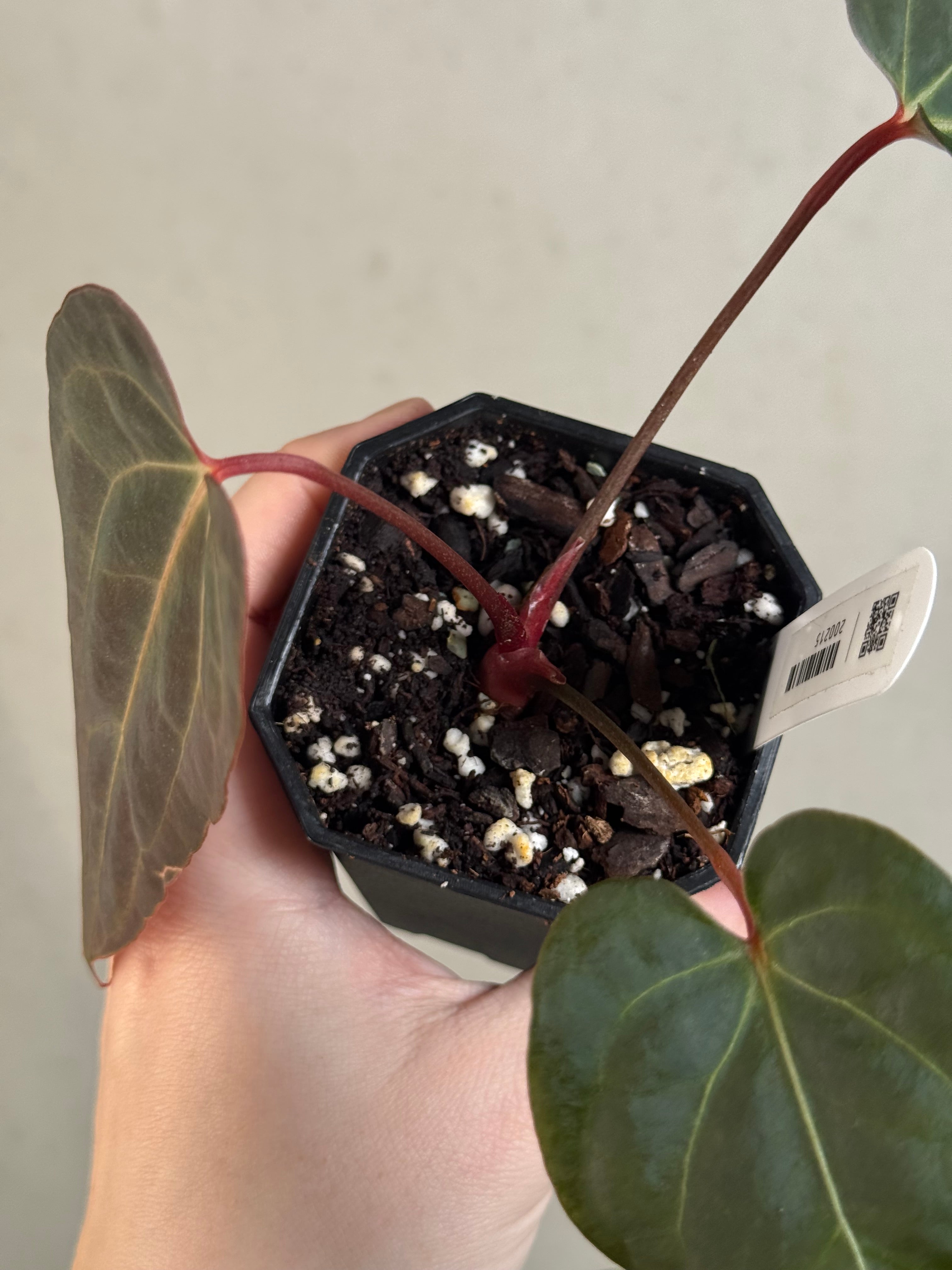 Anthurium Blue Papillilaminum x self - Clone