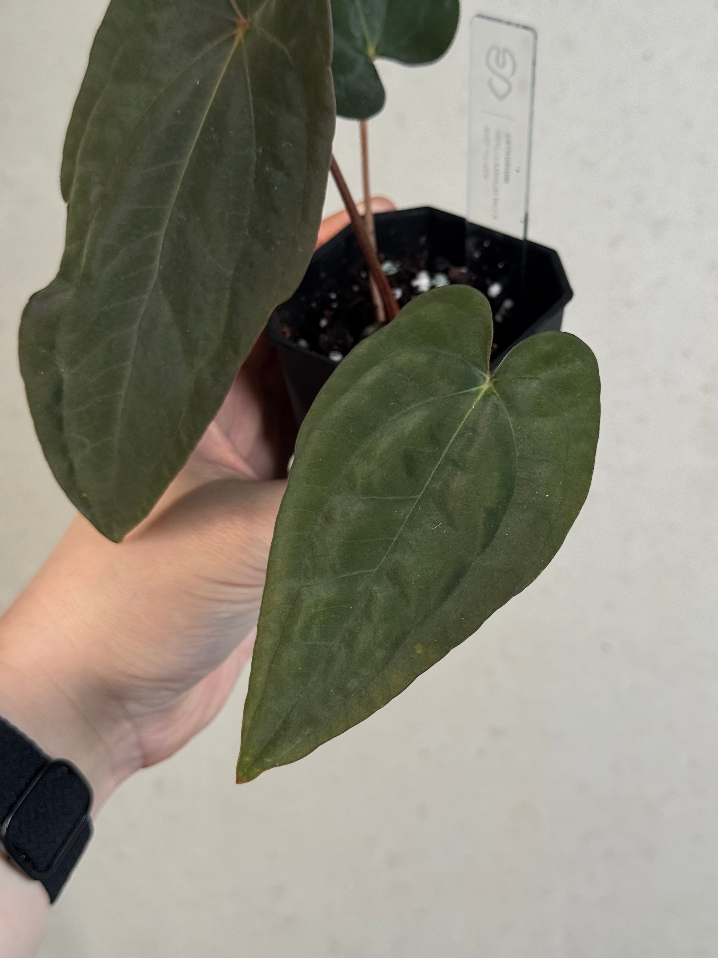 Anthurium Papillilaminum ‘WU1’ x Antolakii / BVEP 'Oliver' - Clone