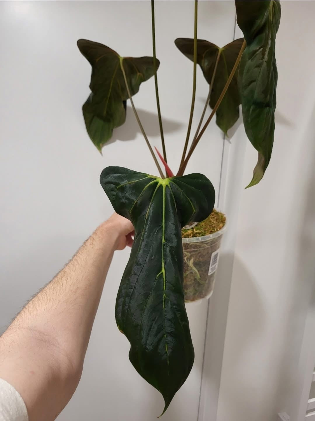 NFS: Anthurium RLxFS (JV)