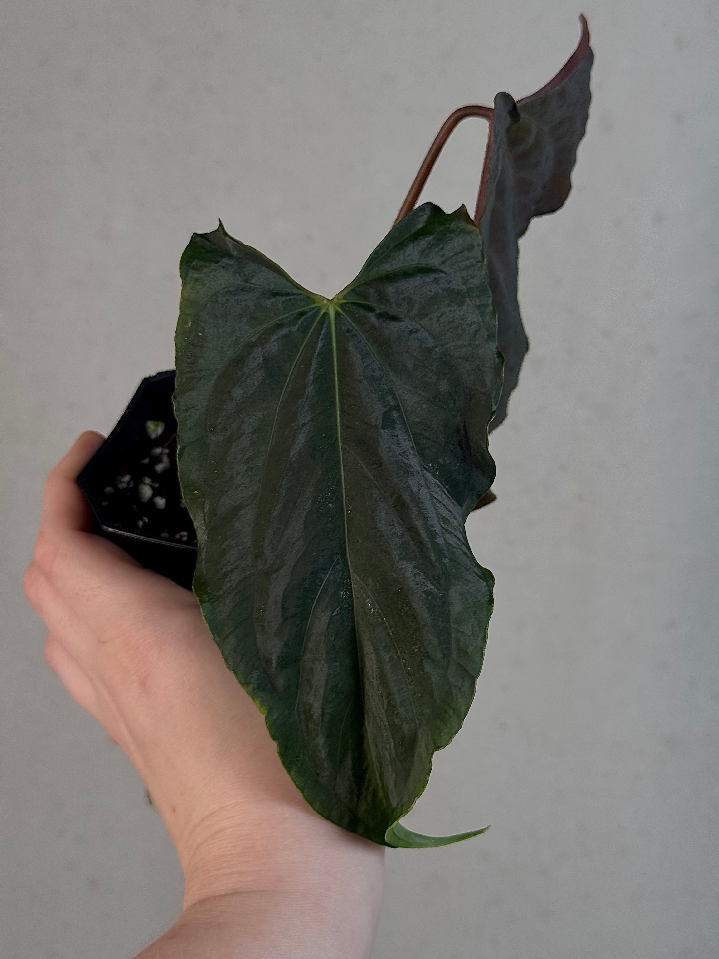 Anthurium Ralph Lynam x self - Clone - Pre-order