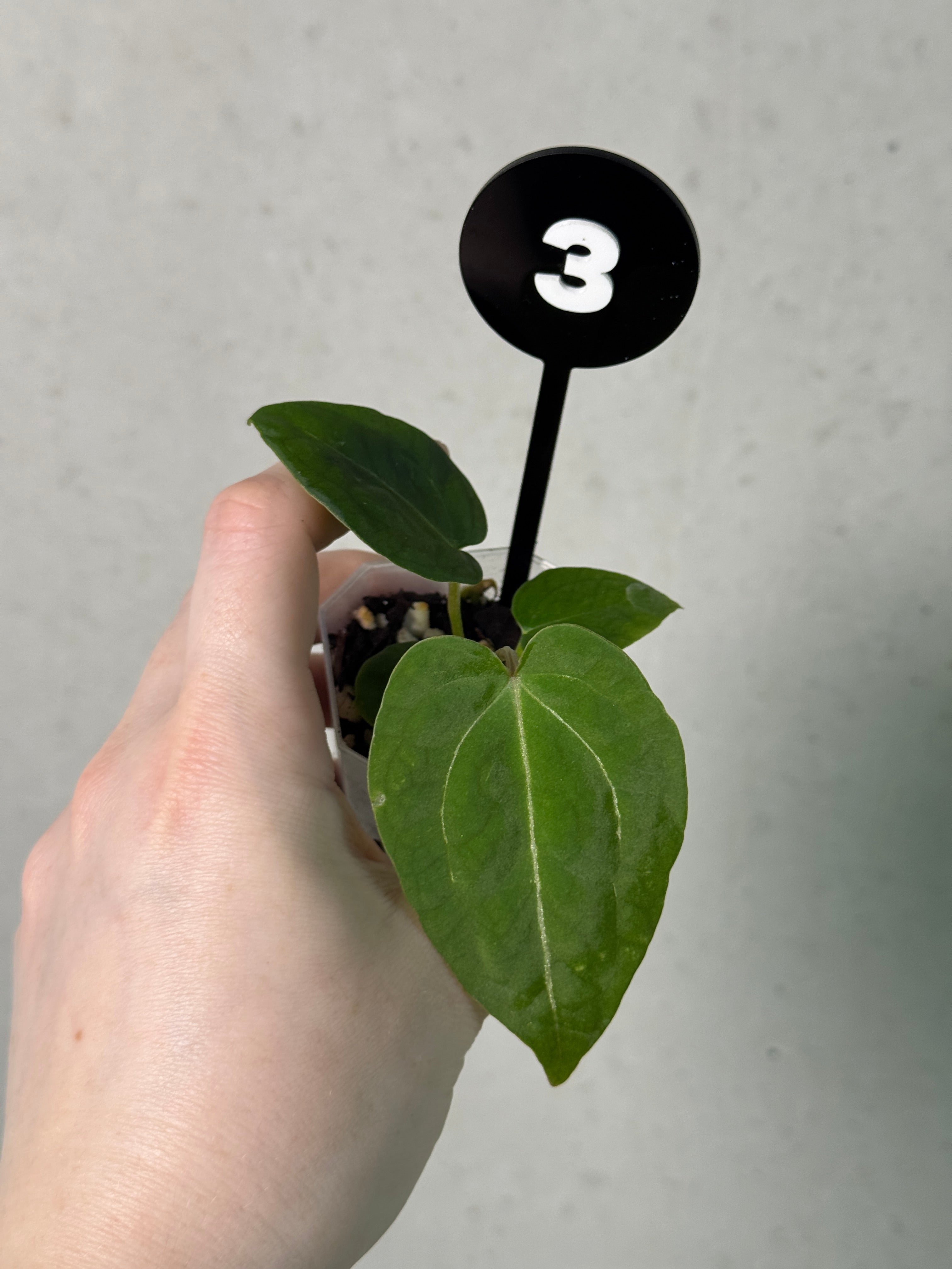 Anthurium Michelle x Forgetii