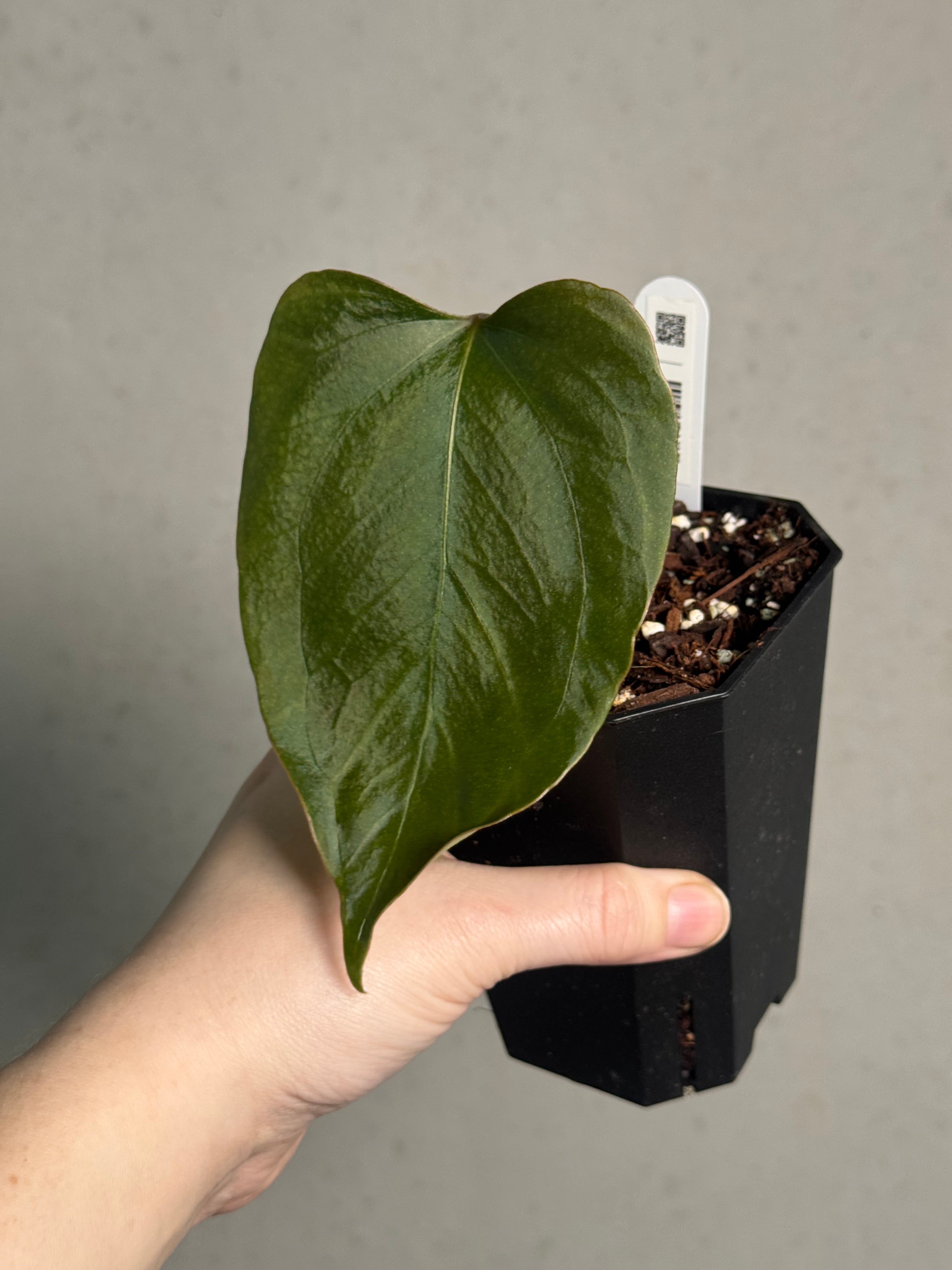 Anthurium Indo Portillae DF x self - Clone (Wide Sinus) - SMUKHI