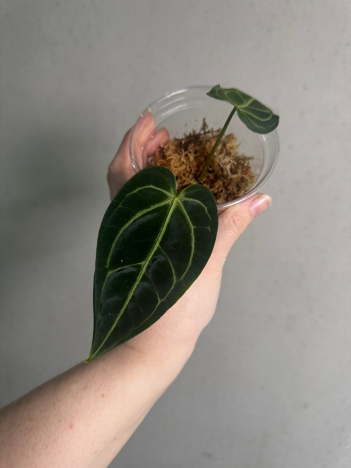 Green Anthurium Regale plant with large glossy leaves, showcased by SMUKHI, in a decorative pot.
