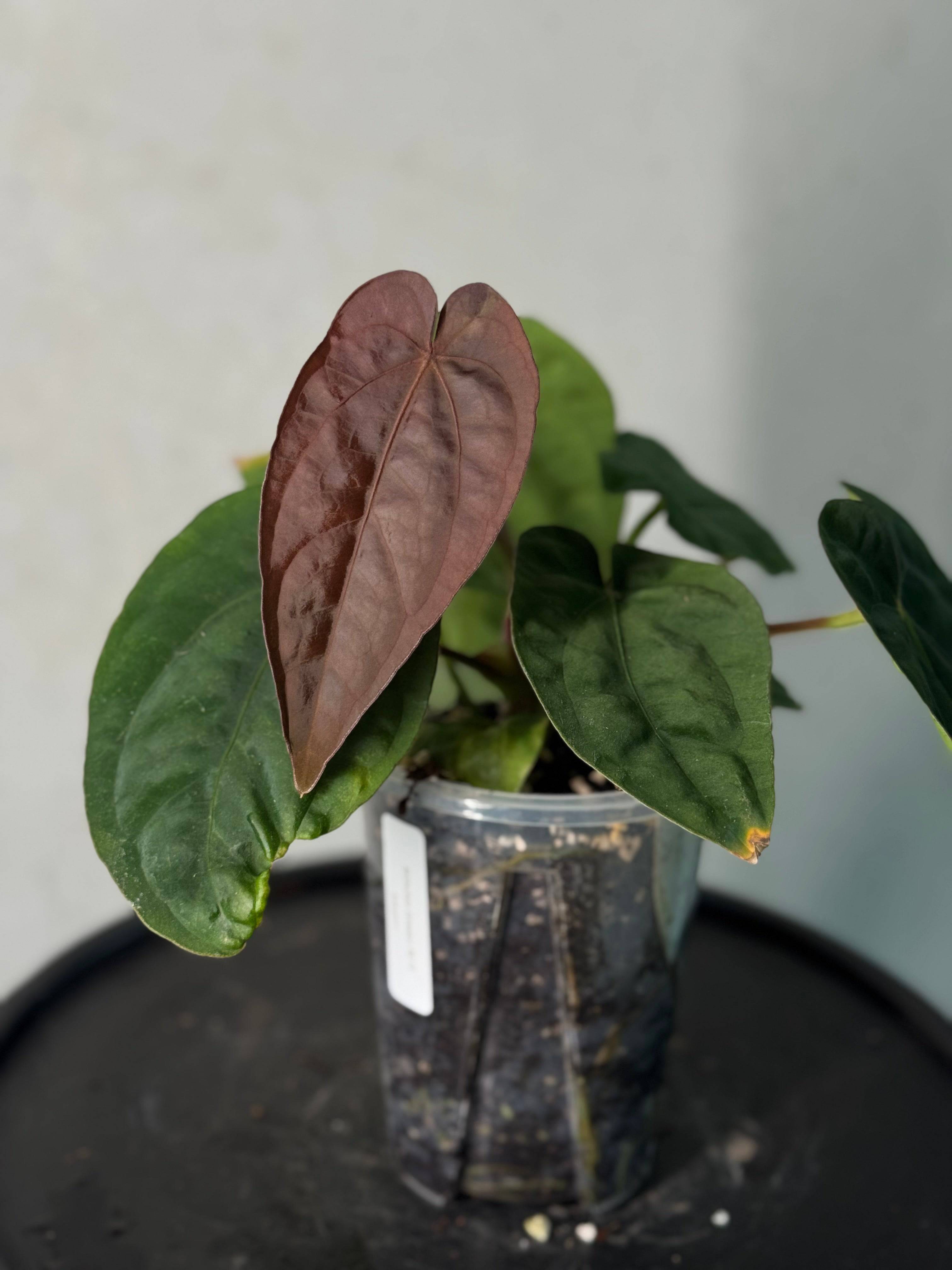 NFS: Anthurium Dressleri RG F3 - SMUKHI