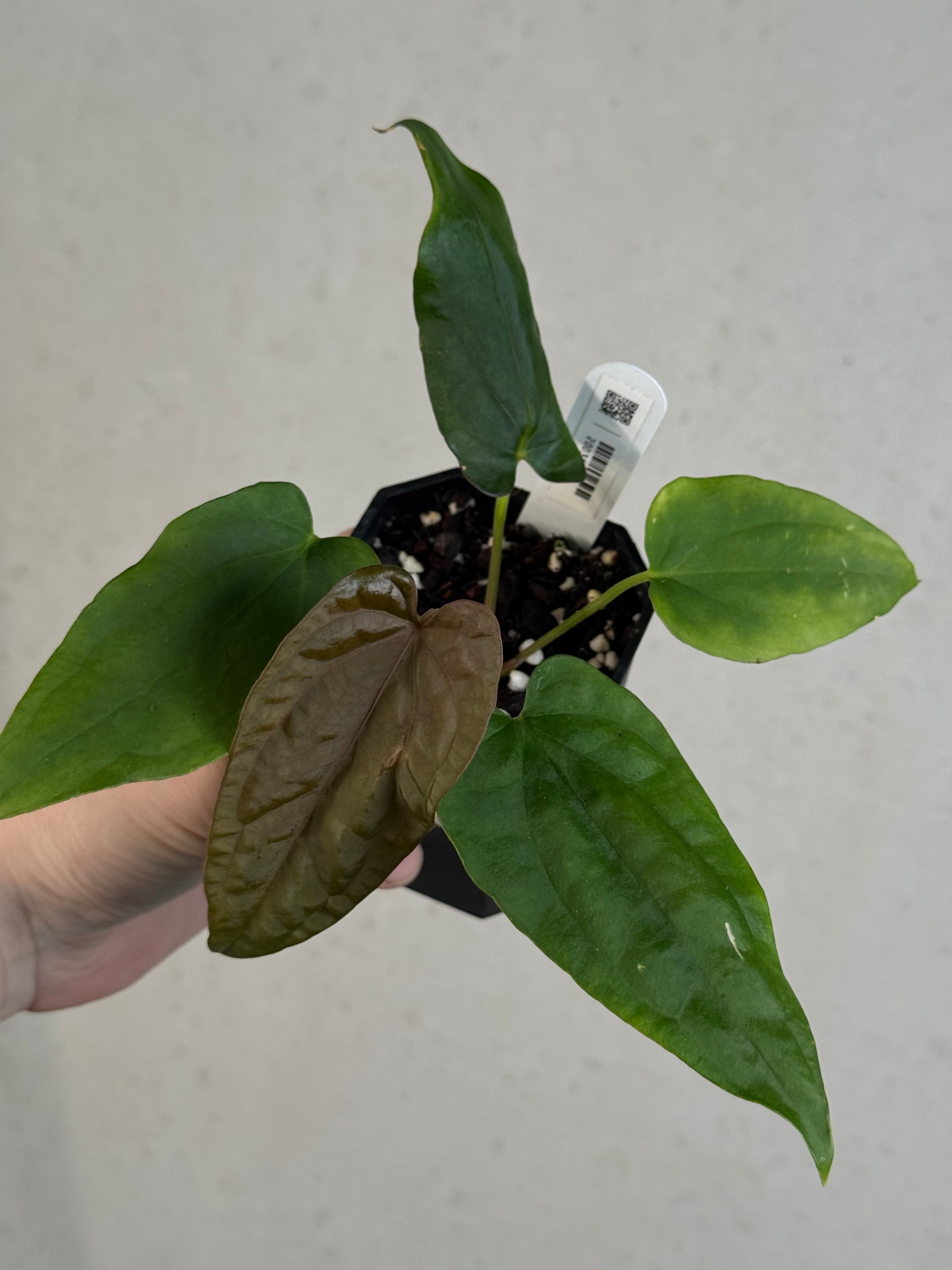 Anthurium Dressleri NSE 'Obsidian' x RG