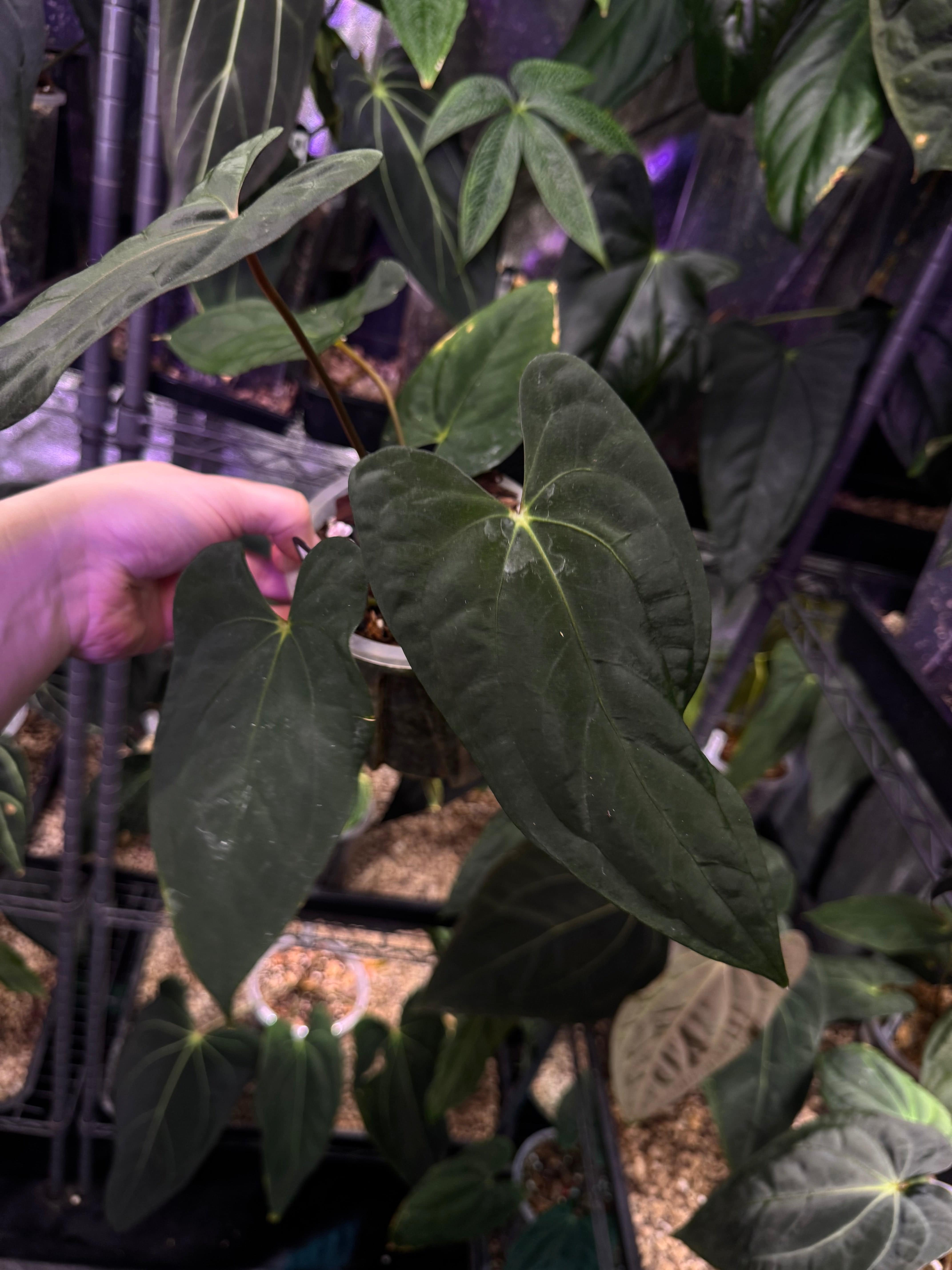 Anthurium (Ralph Lynam x Fort Sherman) - SMUKHI
