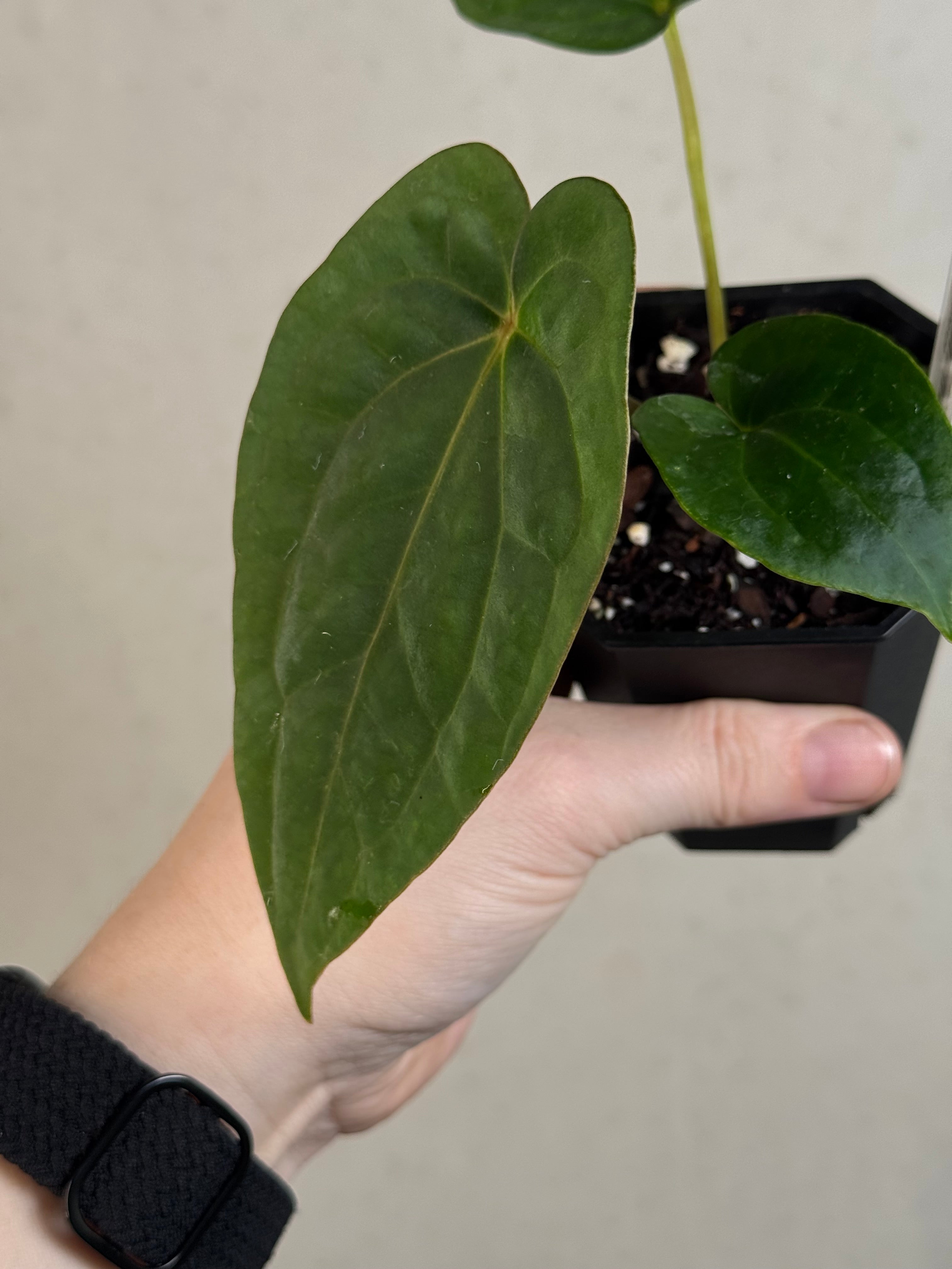 Anthurium (Kunayalense PM7 x Papillilaminum 'Swamp Bunny') x (Dressleri F2 x Carlablackiae 'Amanda')