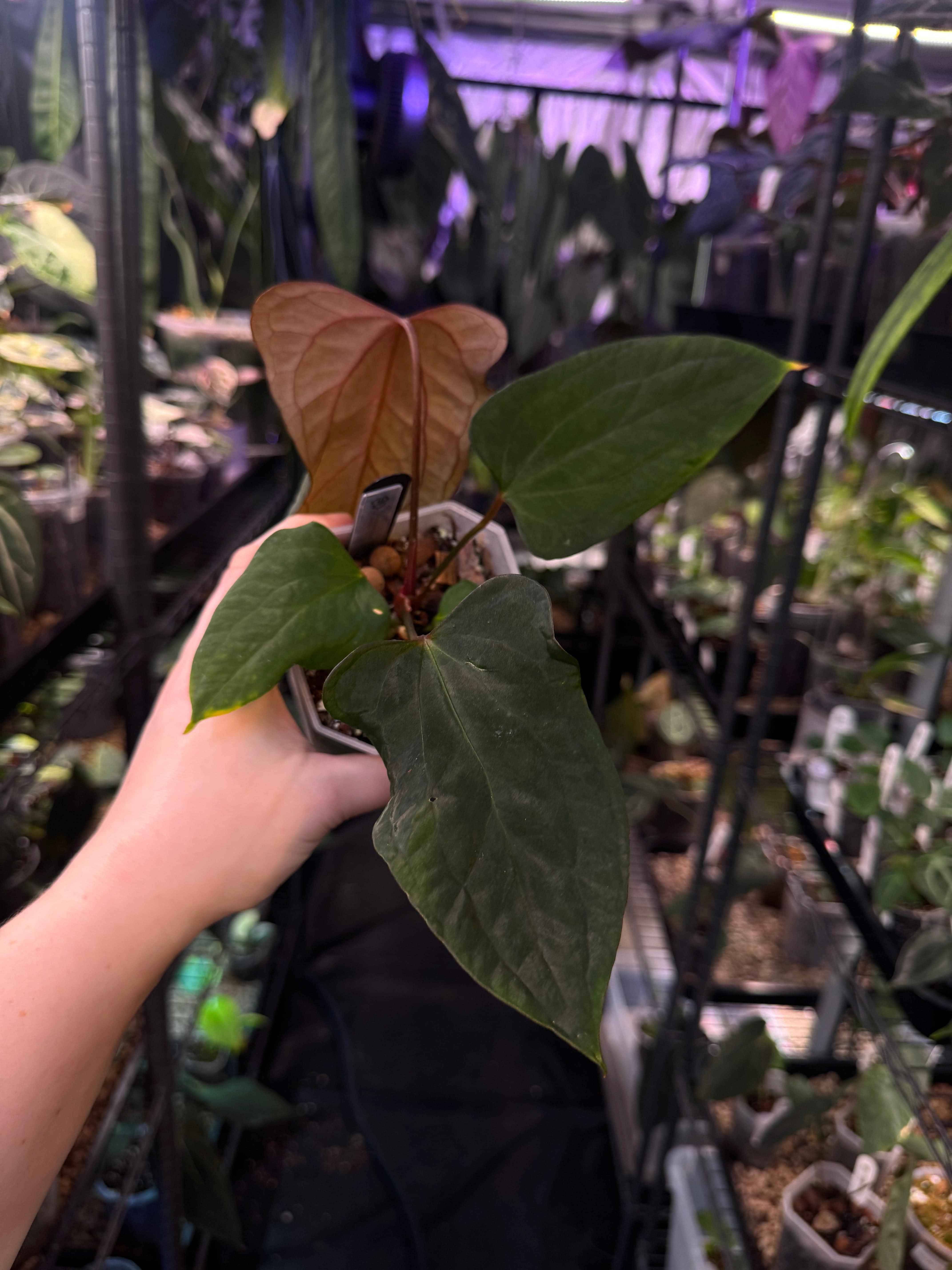 NFS: Anthurium Fort Sherman x Red Vein Dark Phoenix (mutated) - SMUKHI