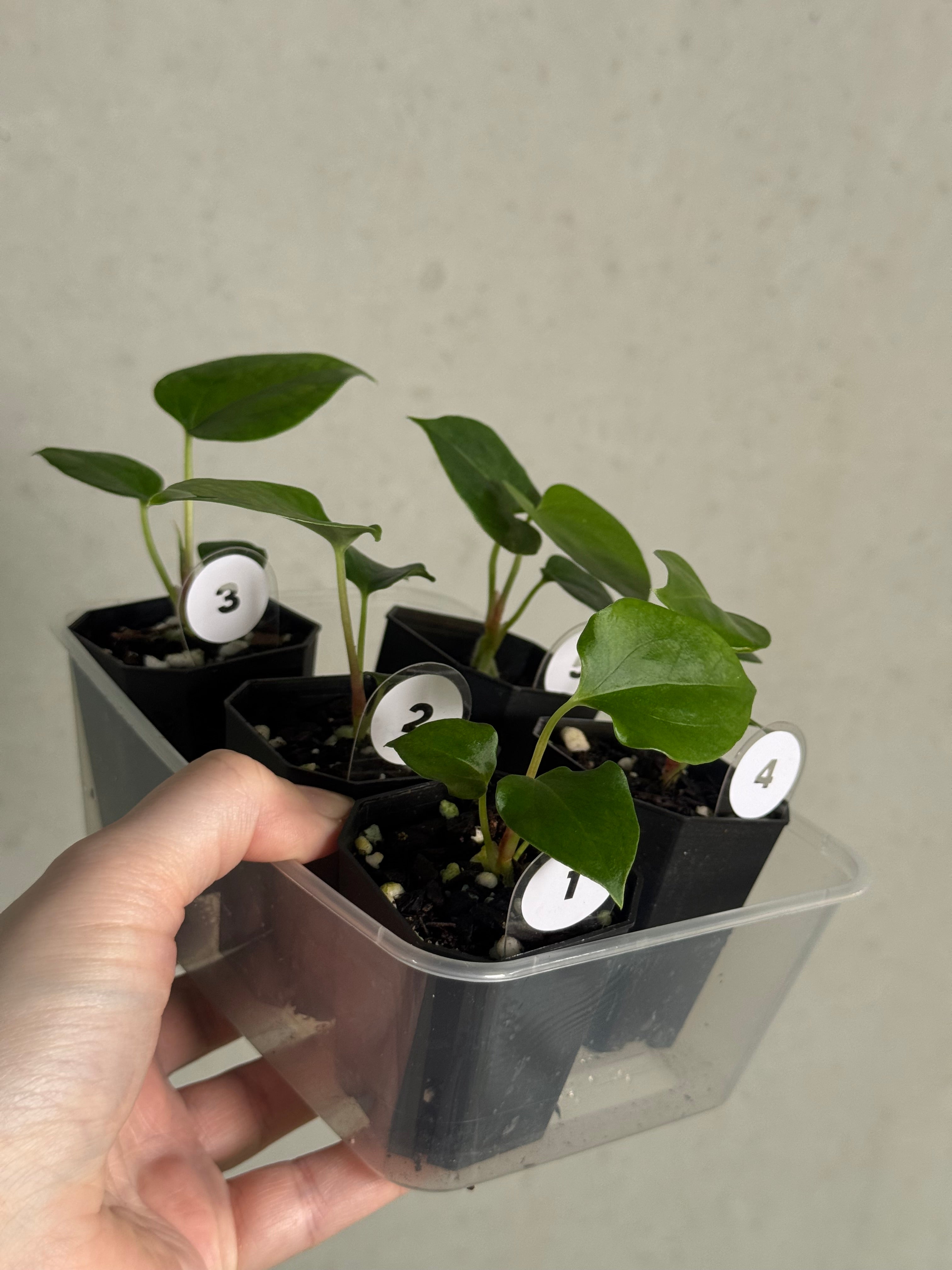 Anthurium (Fort Sherman x self) x (Ralph Lynam x Fort Sherman) - SMUKHI