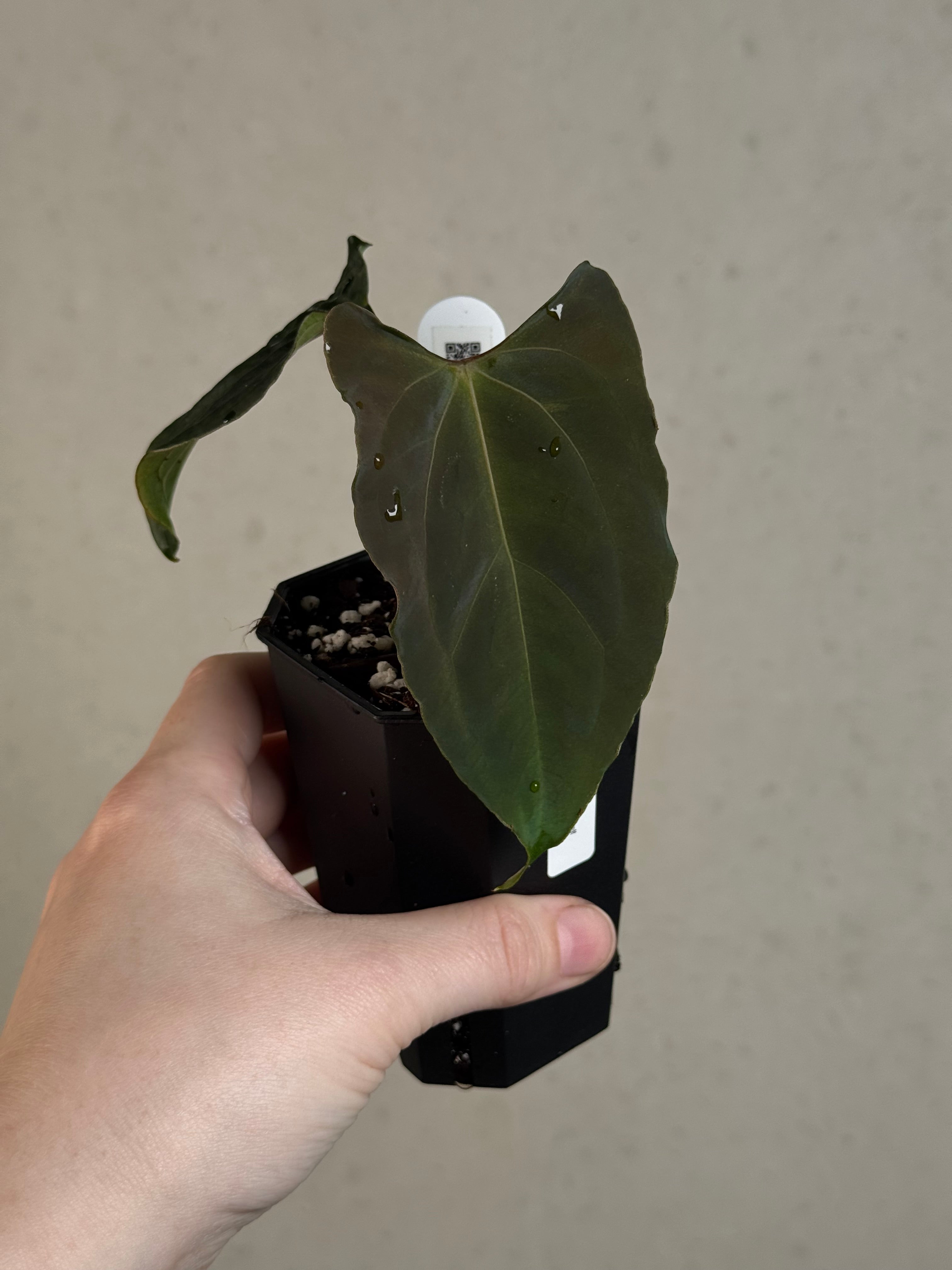 Anthurium Ralph Lynam x self - Clone - Pre-order