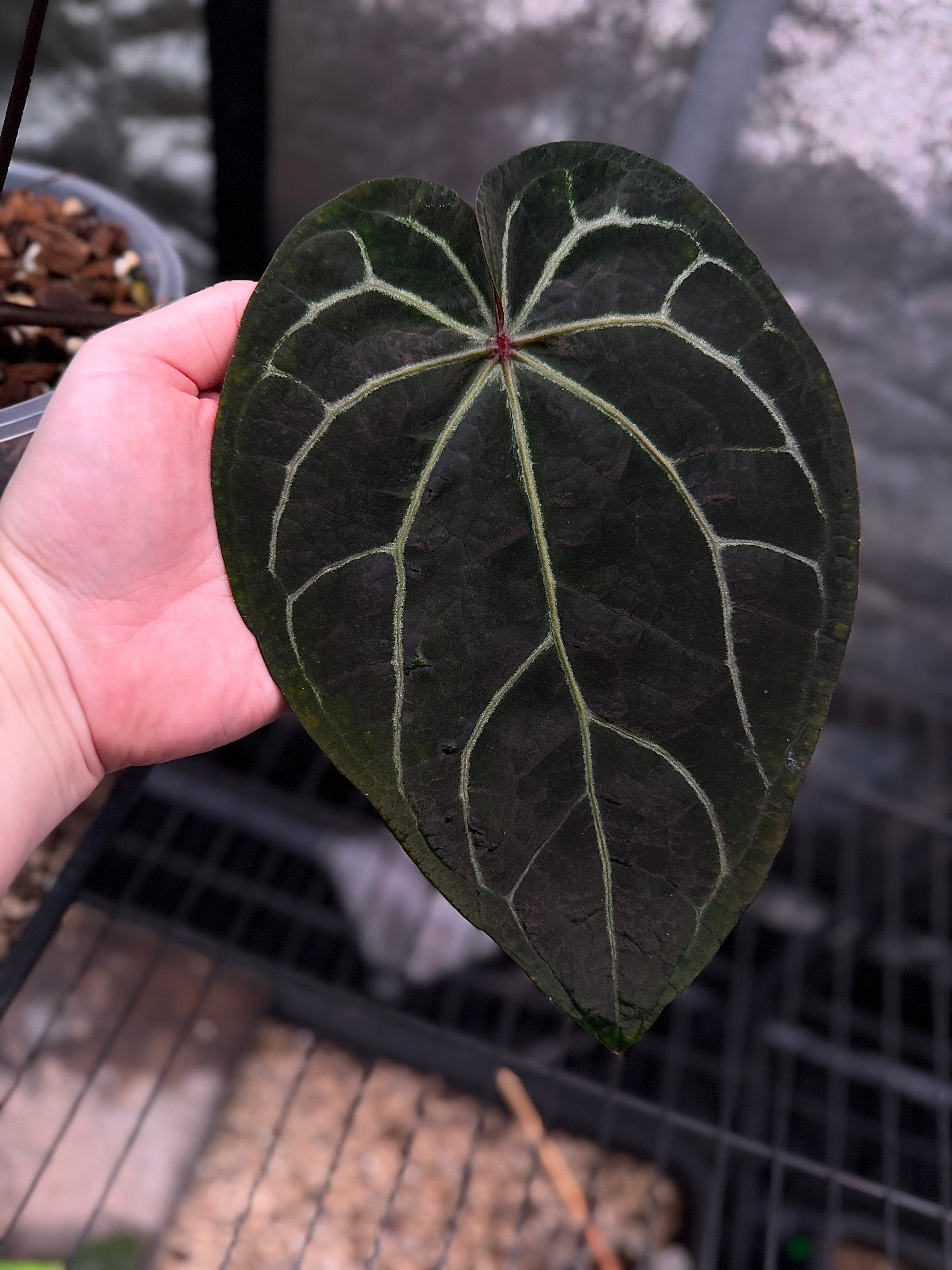NFS: Anthurium Hot Pink ‘23’ x Red Velvet Cake '24'