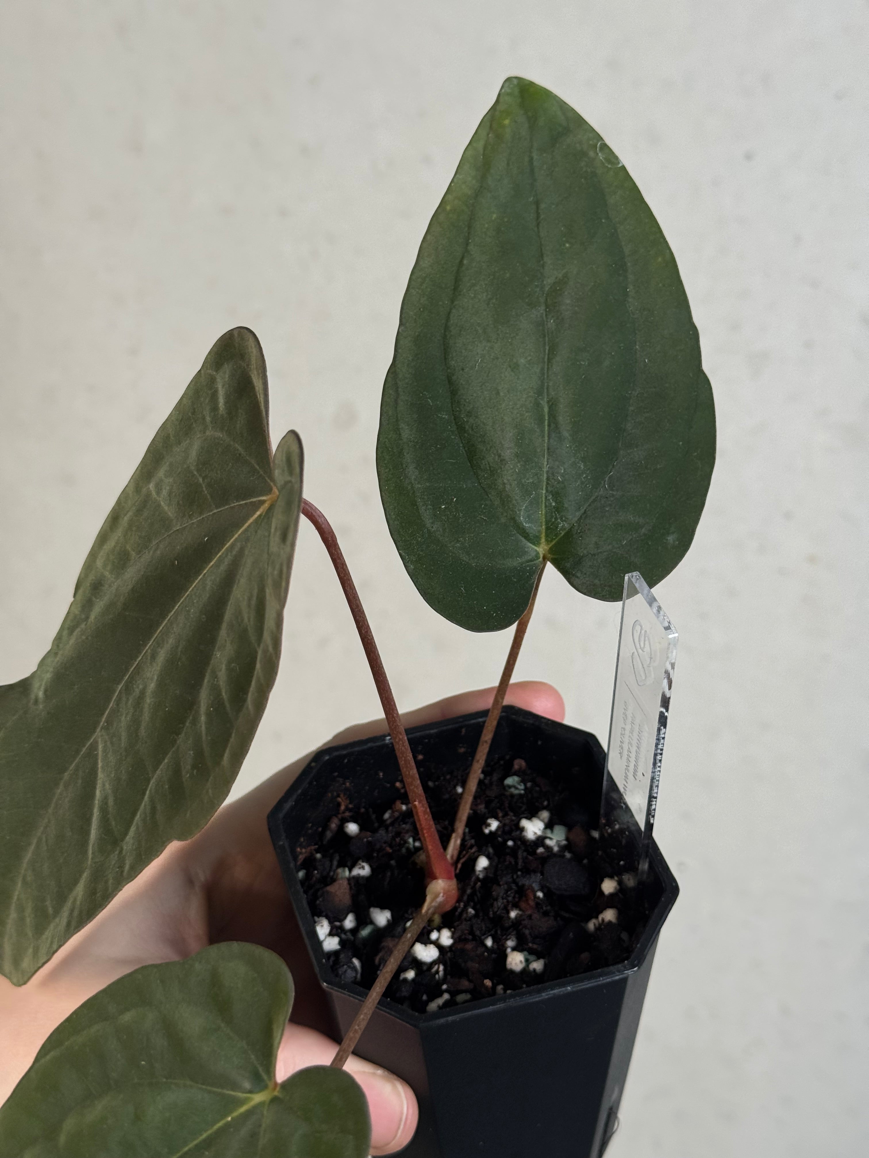 Anthurium Papillilaminum ‘WU1’ x Antolakii / BVEP 'Oliver' - Clone