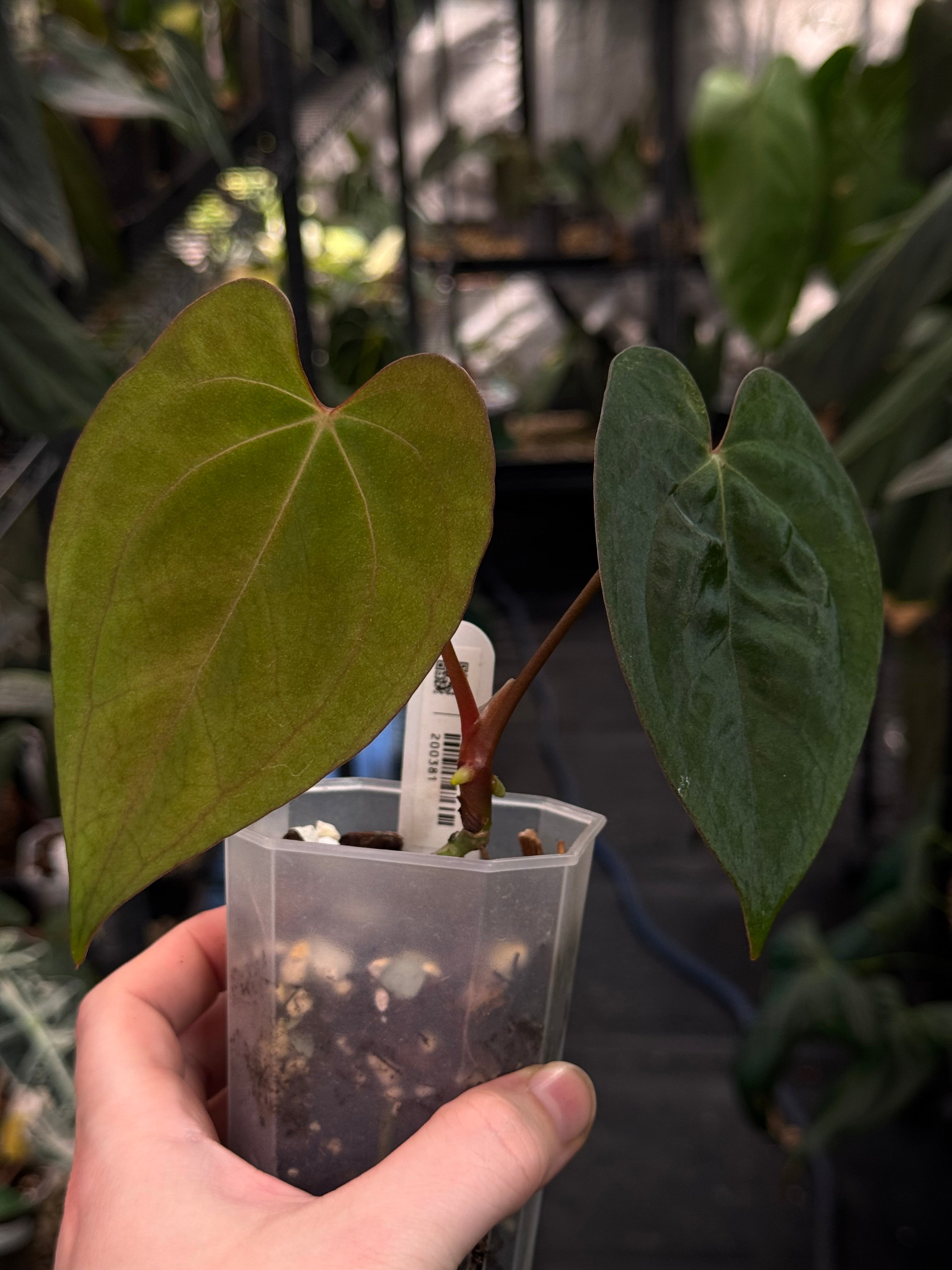 Anthurium Ace of Spades Dark Form x Papillilaminum 'Incurved lobes'