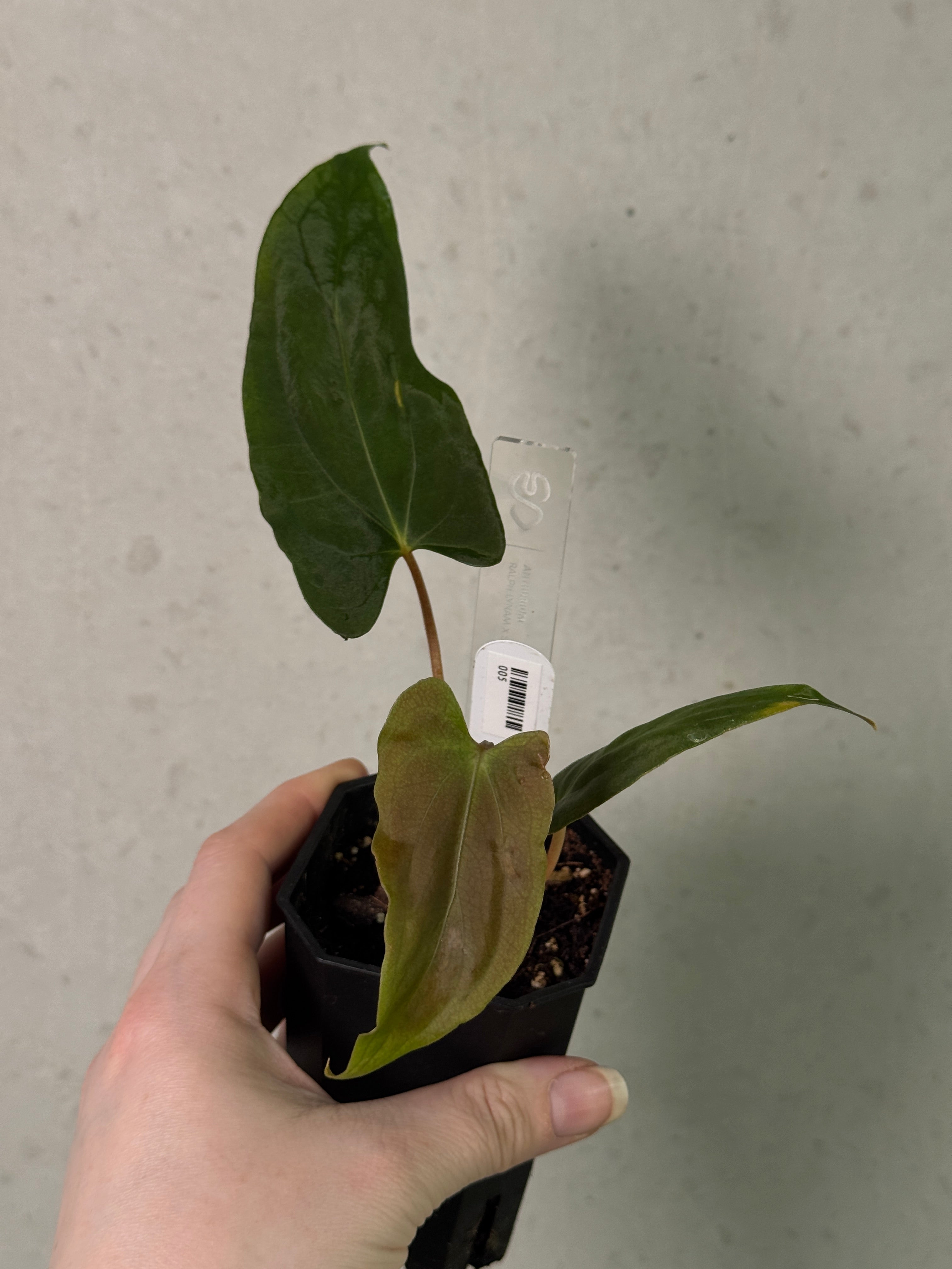 Anthurium Ralph Lynam S1