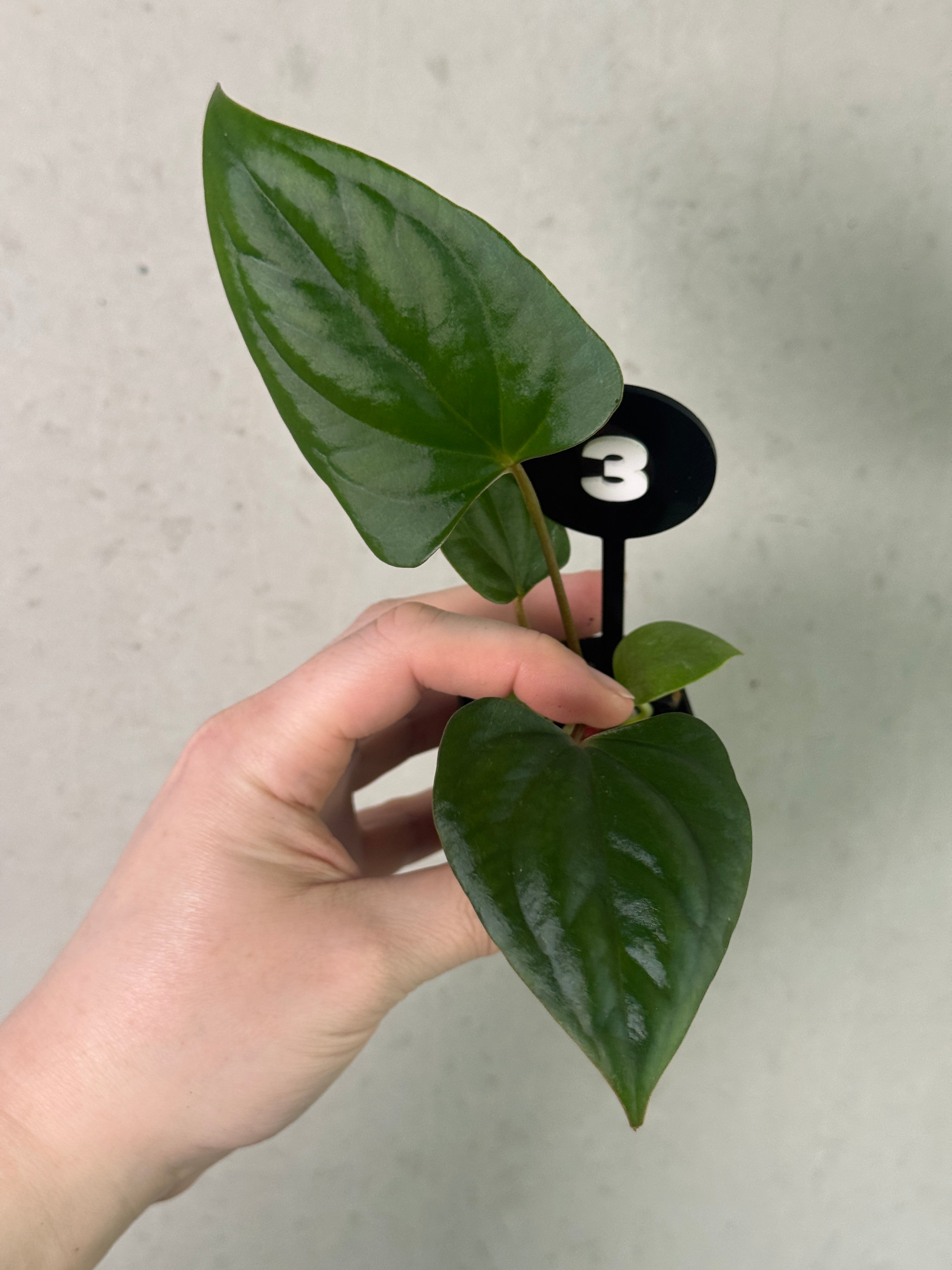 Anthurium (Dark Phoenix x Goliath) x (sp. Napo x Luxurians)