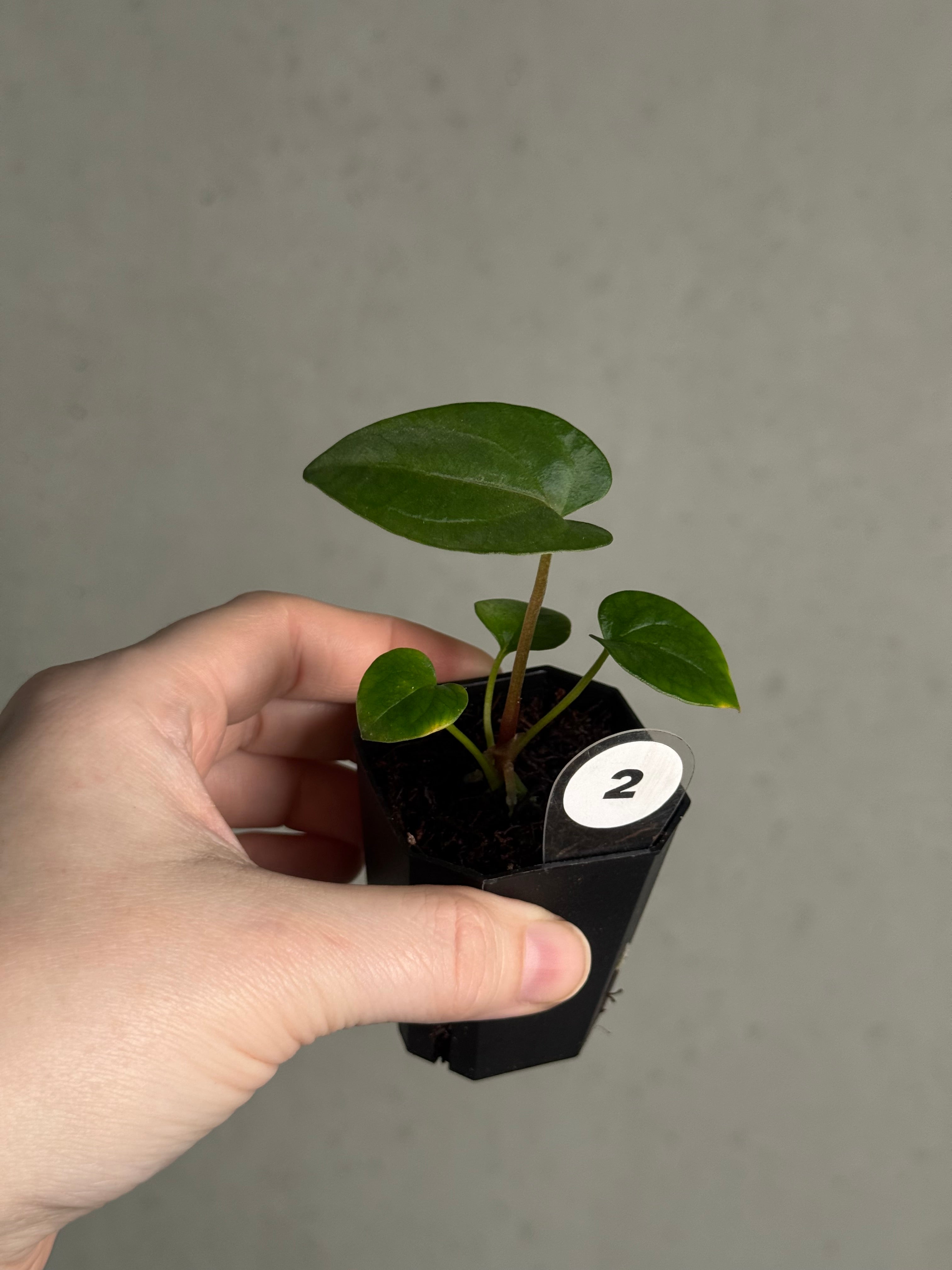 Anthurium Dressleri NSE 'Obsidian' x (Black x F2) - SMUKHI