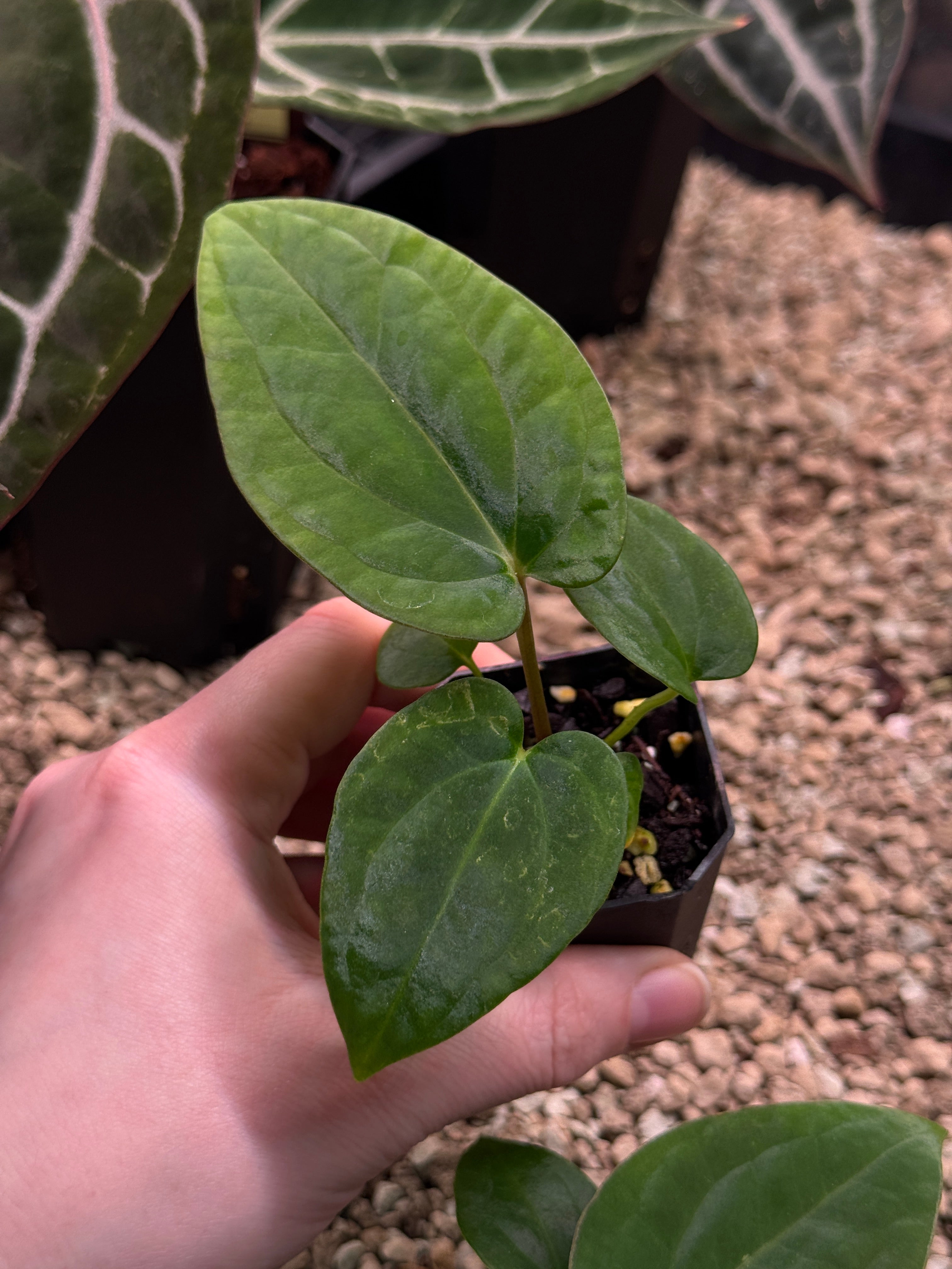 Anthurium Kunayalense PM5 x (BVEP RA1 or sp. Nov DF)