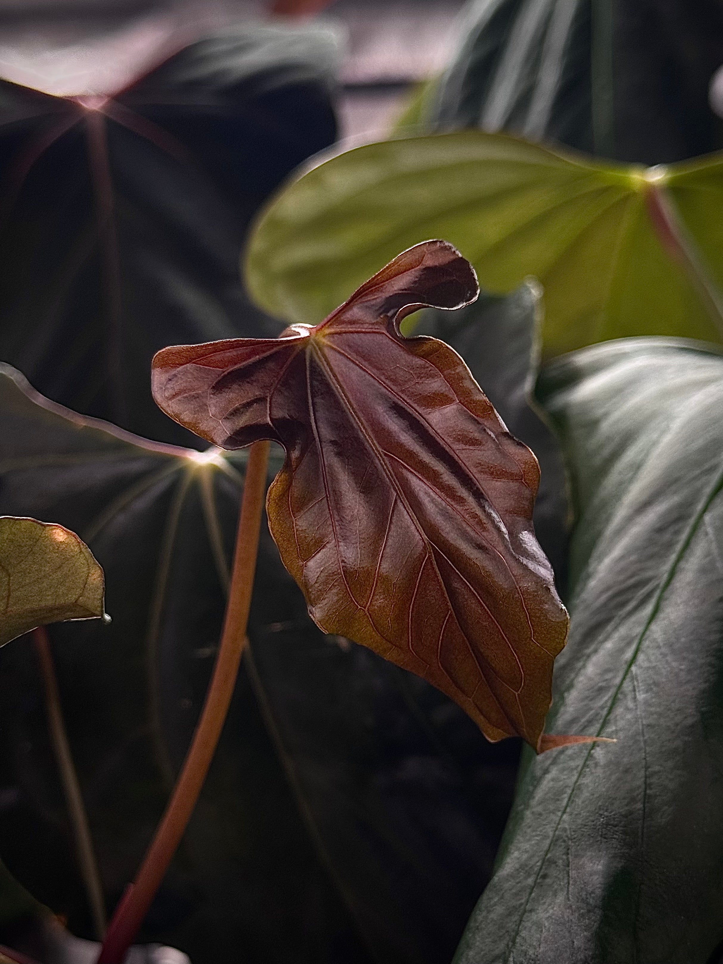 NFS: Anthurium RLxFS x (Ralph Lynam x self)